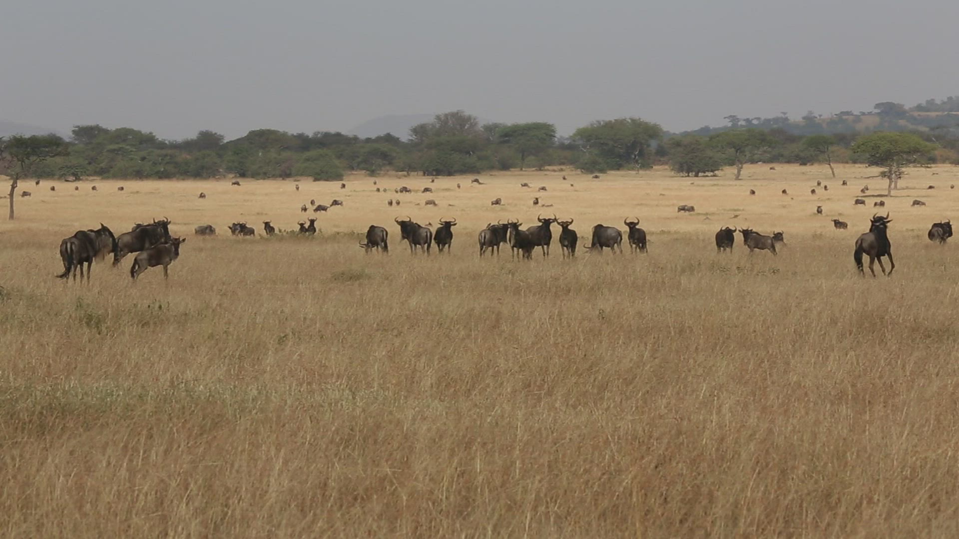 781492602 / Gnu Herd / Arusha / Serengeti National Park / Tanzania / Africa