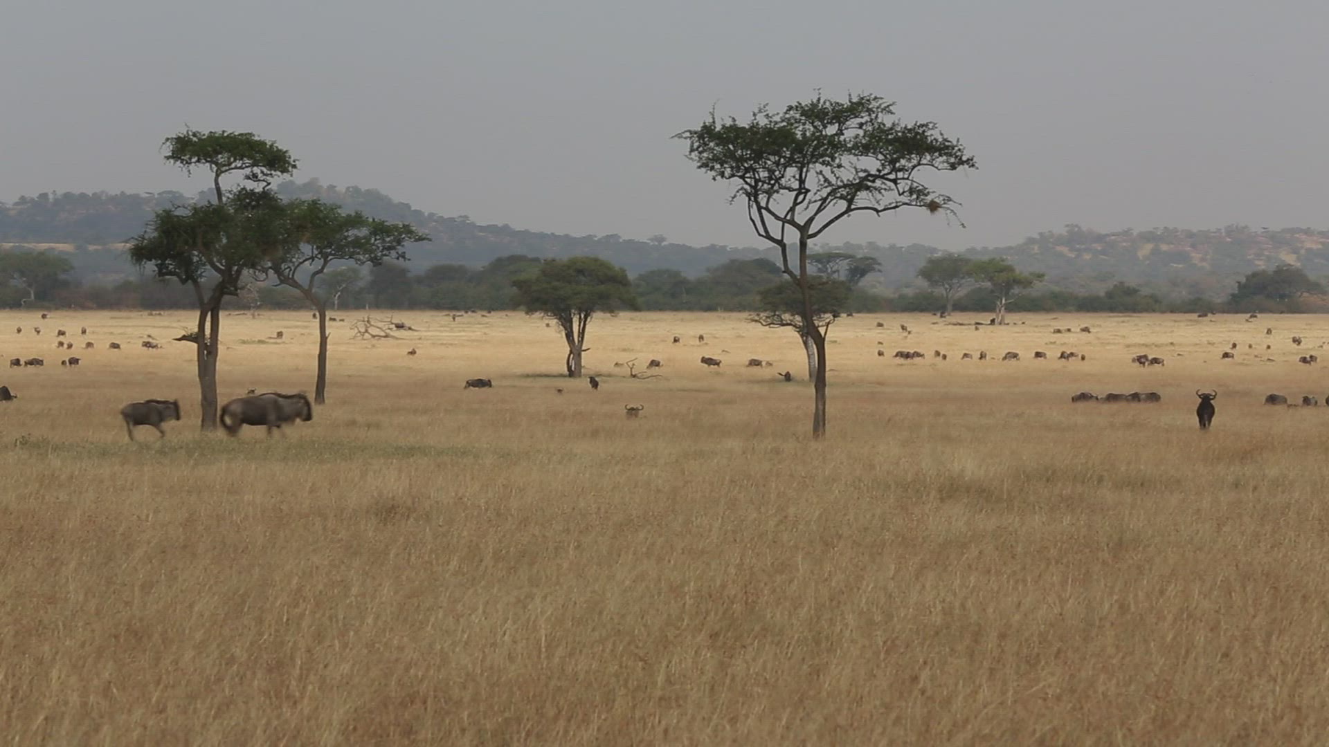 861009223 / Gnu Herd / Arusha / Serengeti National Park / Tanzania / Africa