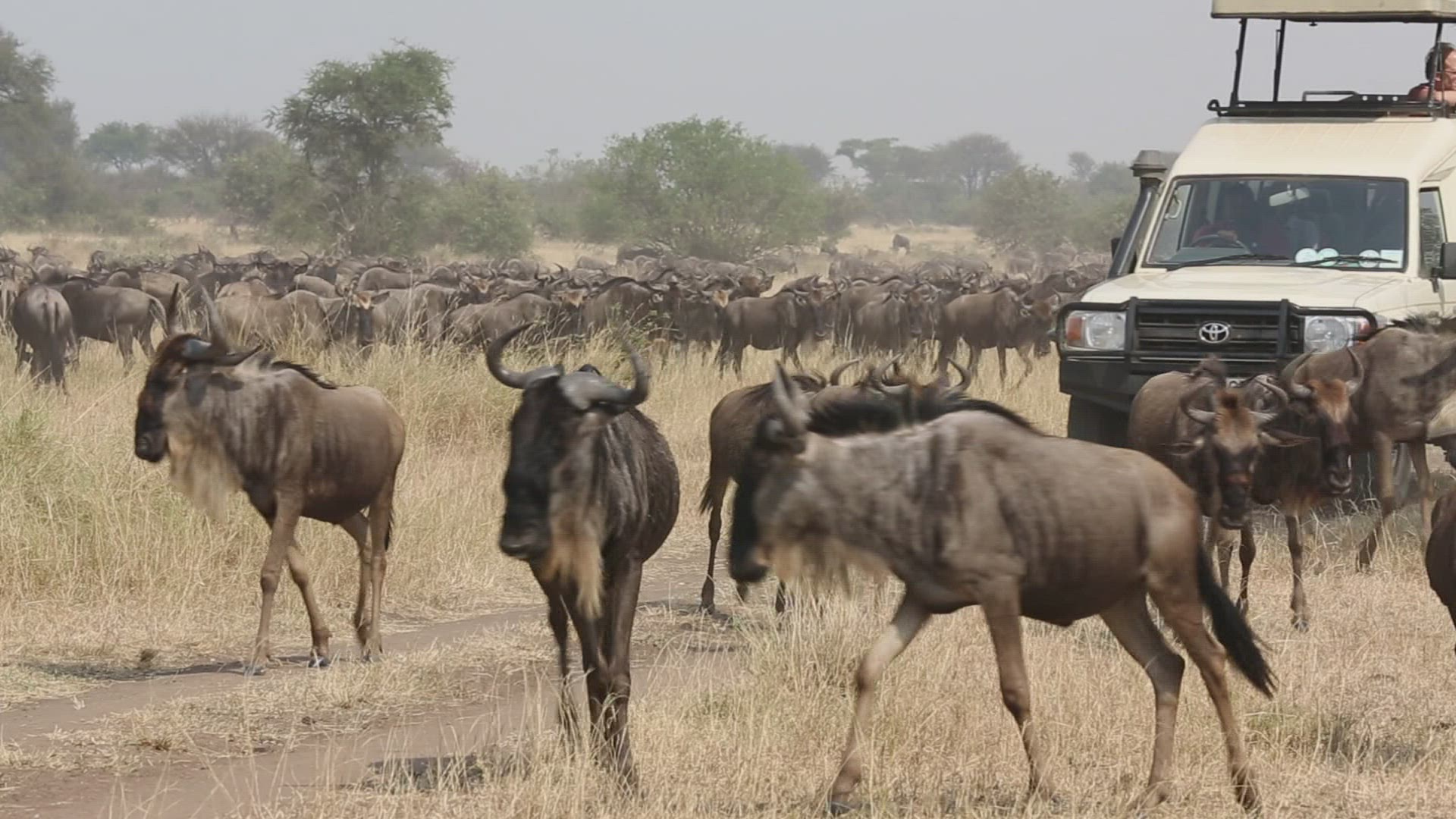 652515939 / Gnu Herd / Arusha / Serengeti National Park / Tanzania / Africa