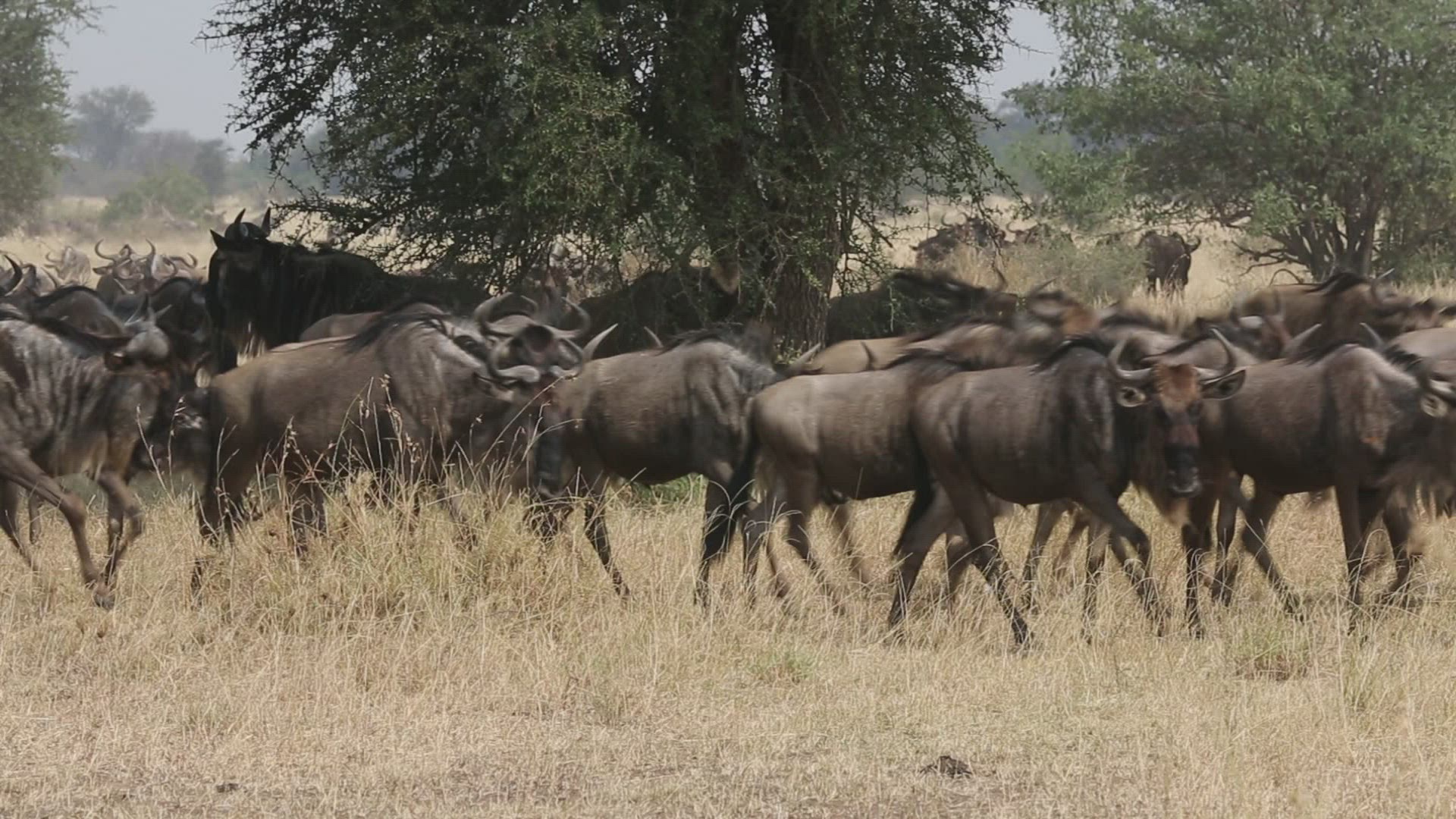 827752080 / Gnu Herd / Arusha / Serengeti National Park / Tanzania / Africa