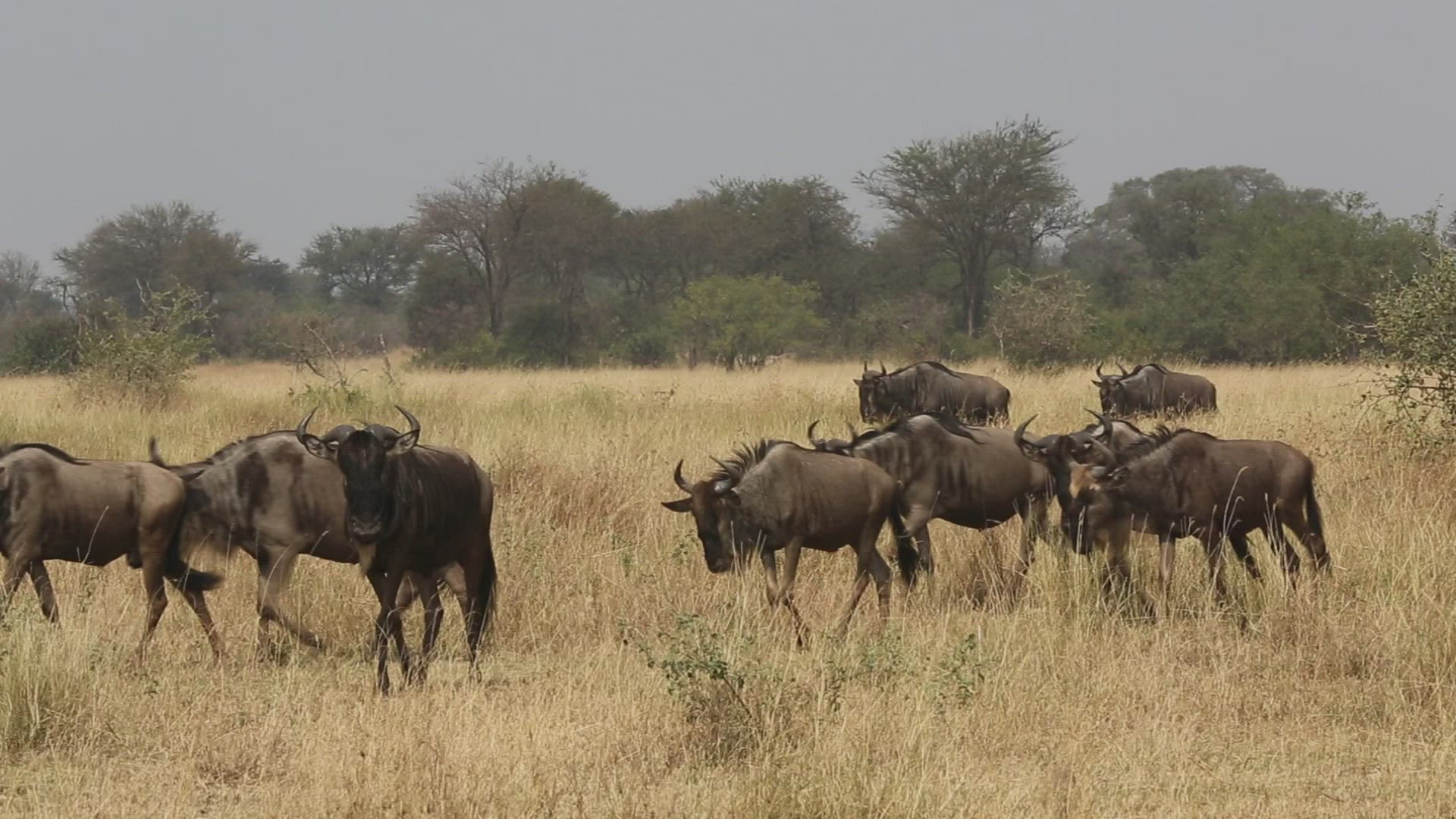 594667663 / Gnu Herd / Arusha / Serengeti National Park / Tanzania / Africa