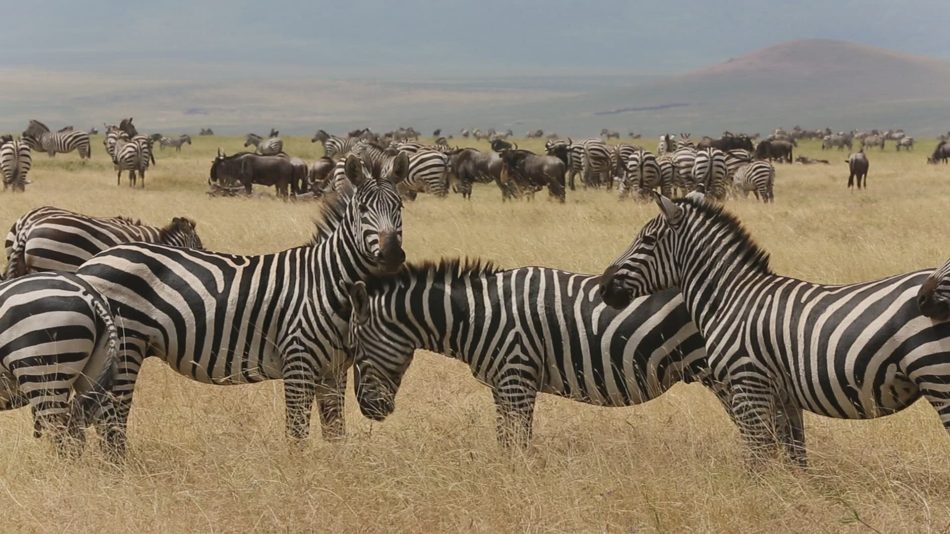 349653309 / Zebra Herd / Serengeti National Park / Tanzania / Africa