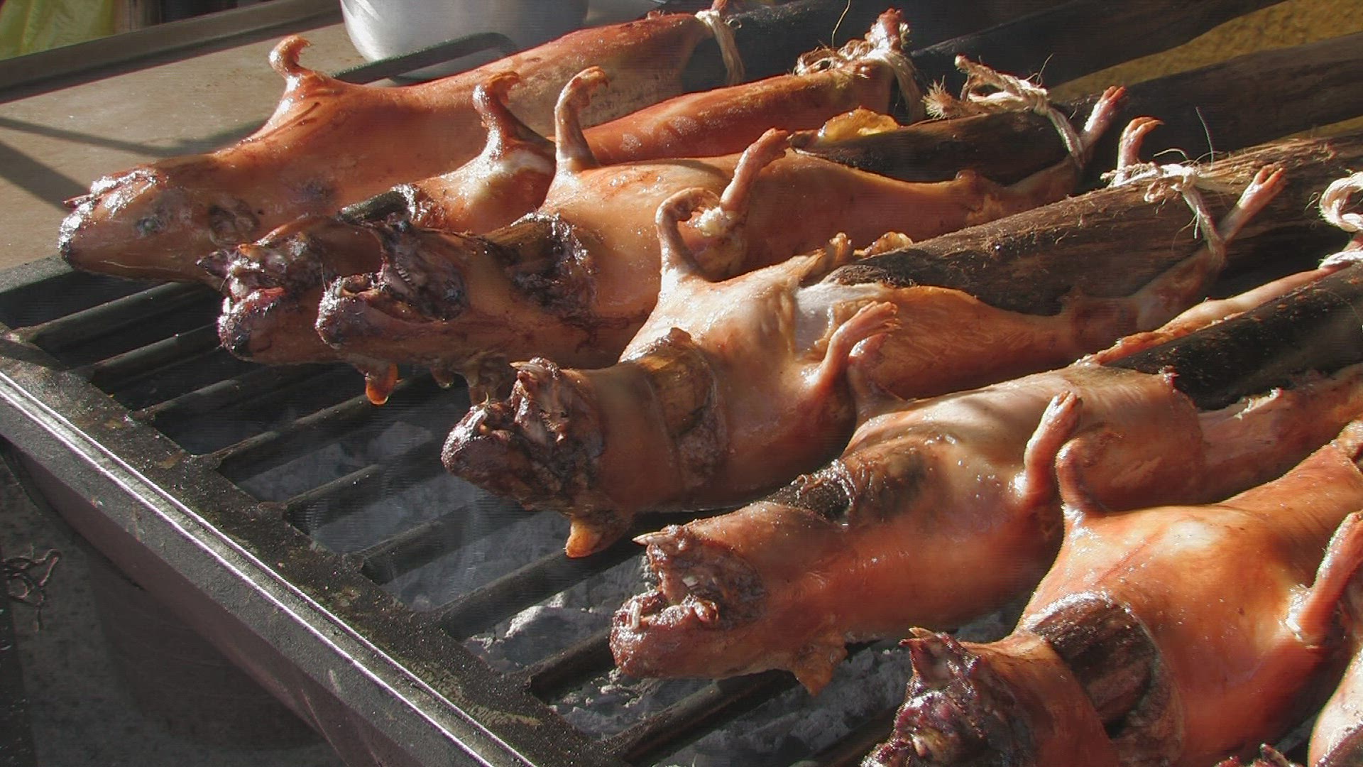 270595818 / Guinea Pig / Speciality / Grilling / Ecuador