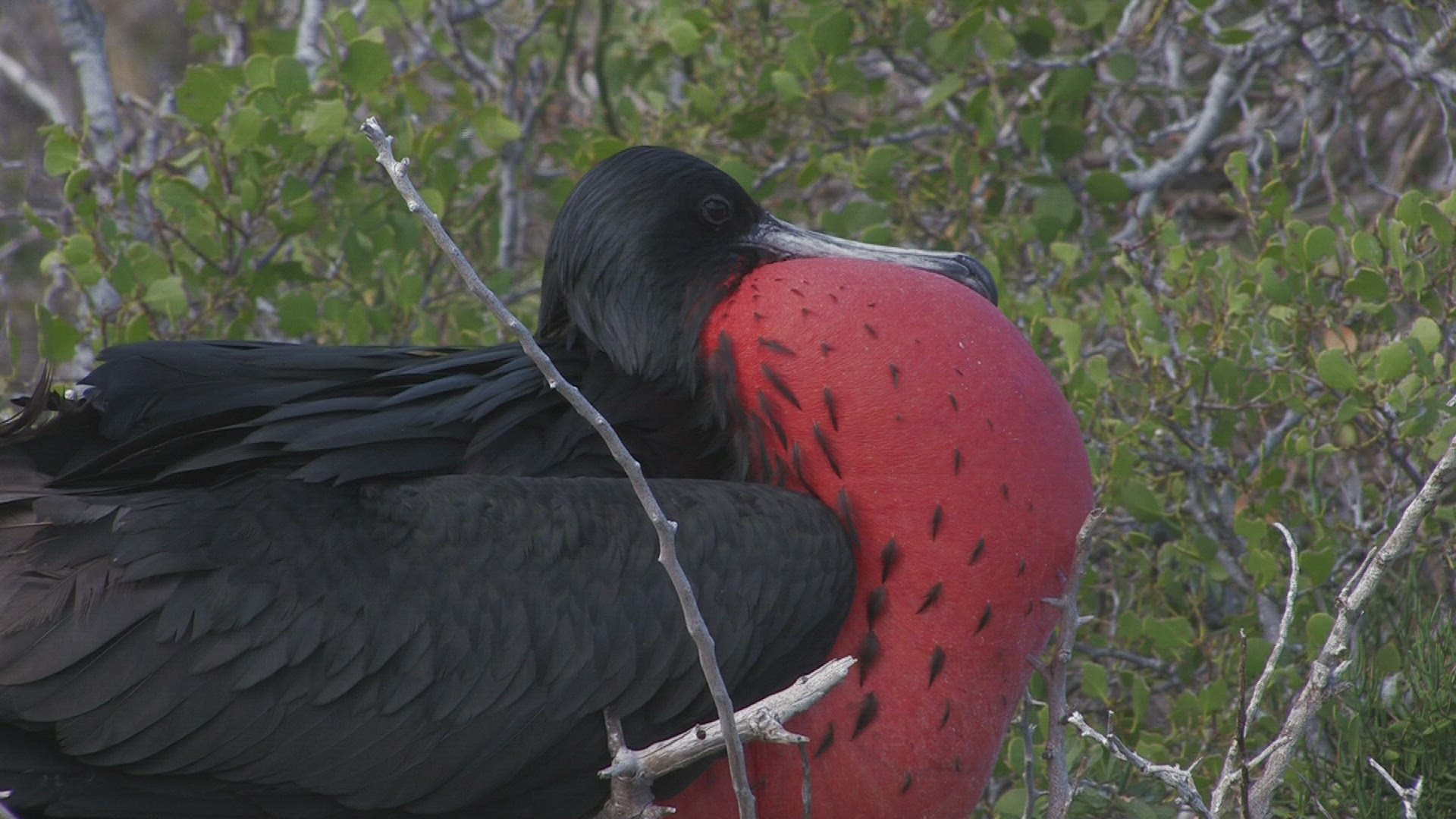 501666613 / Magnificent Frigatebird / Galápagos / Ecuador