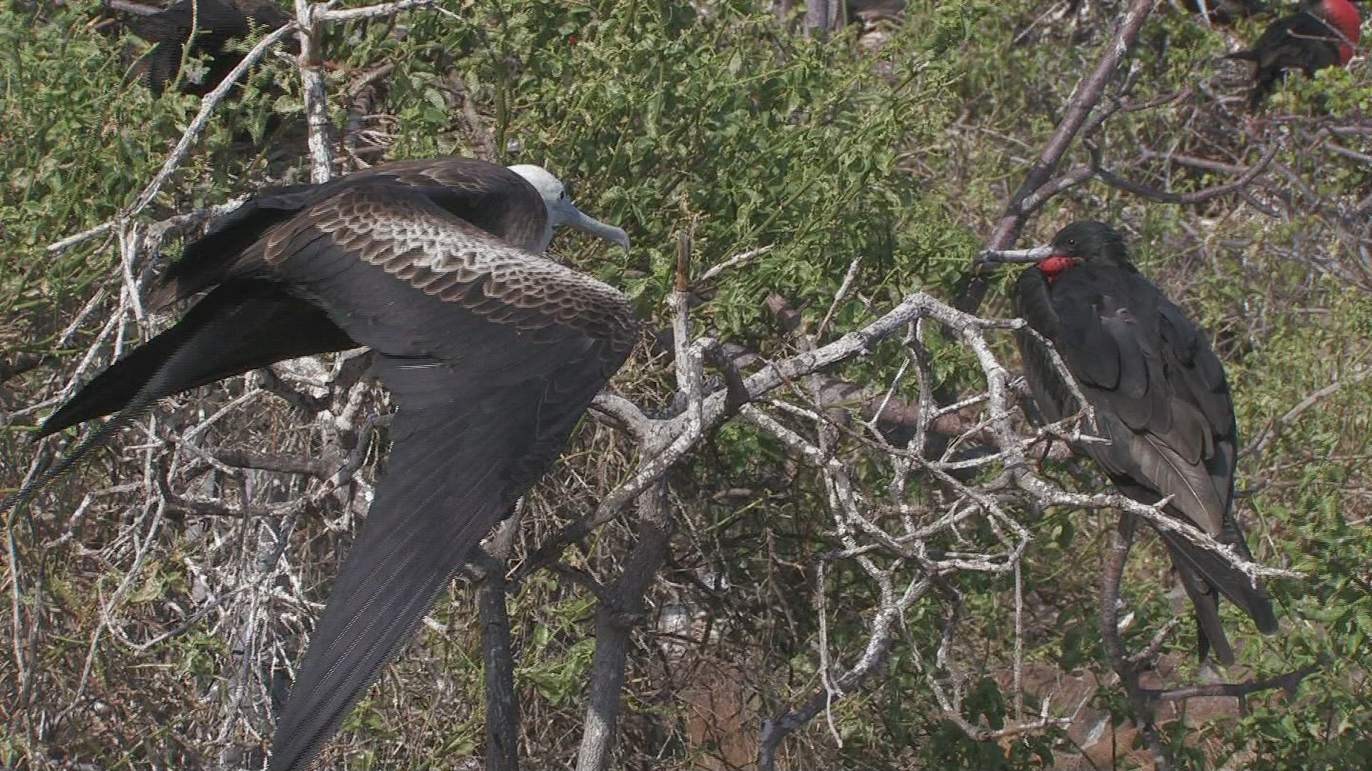 613360444 / Magnificent Frigatebird / Galápagos / Ecuador