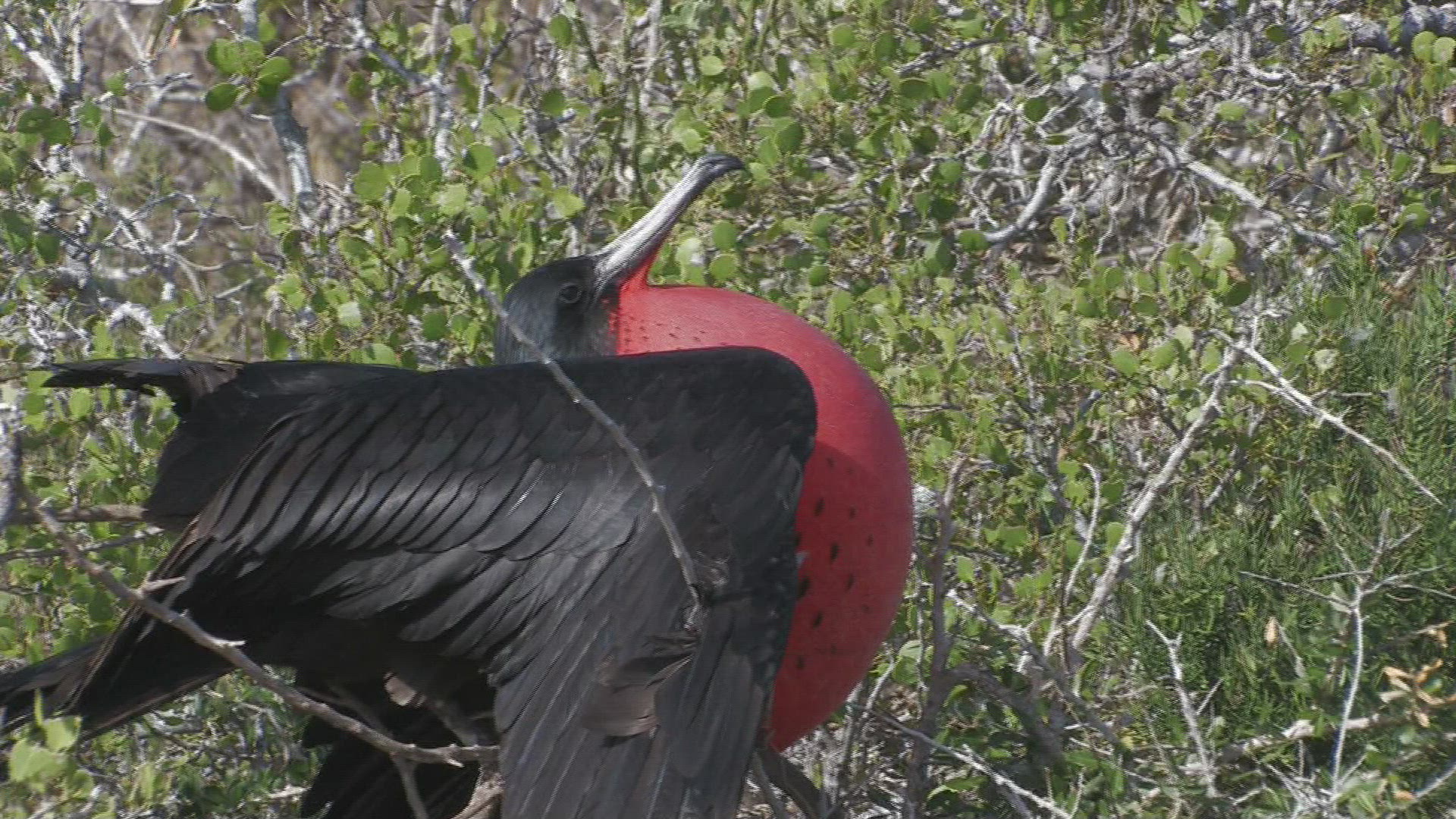 334902150 / Magnificent Frigatebird / Galápagos / Ecuador