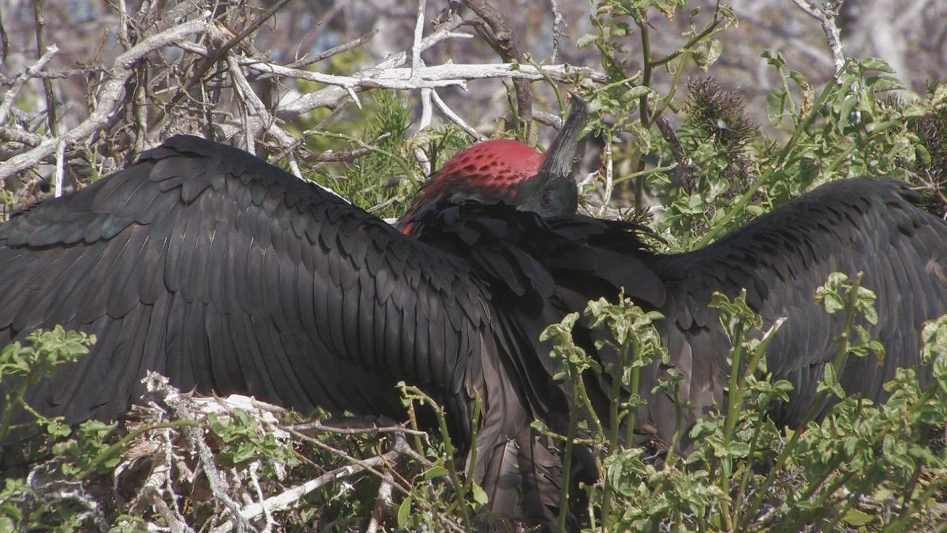 792195354 / Magnificent Frigatebird / Galápagos / Ecuador