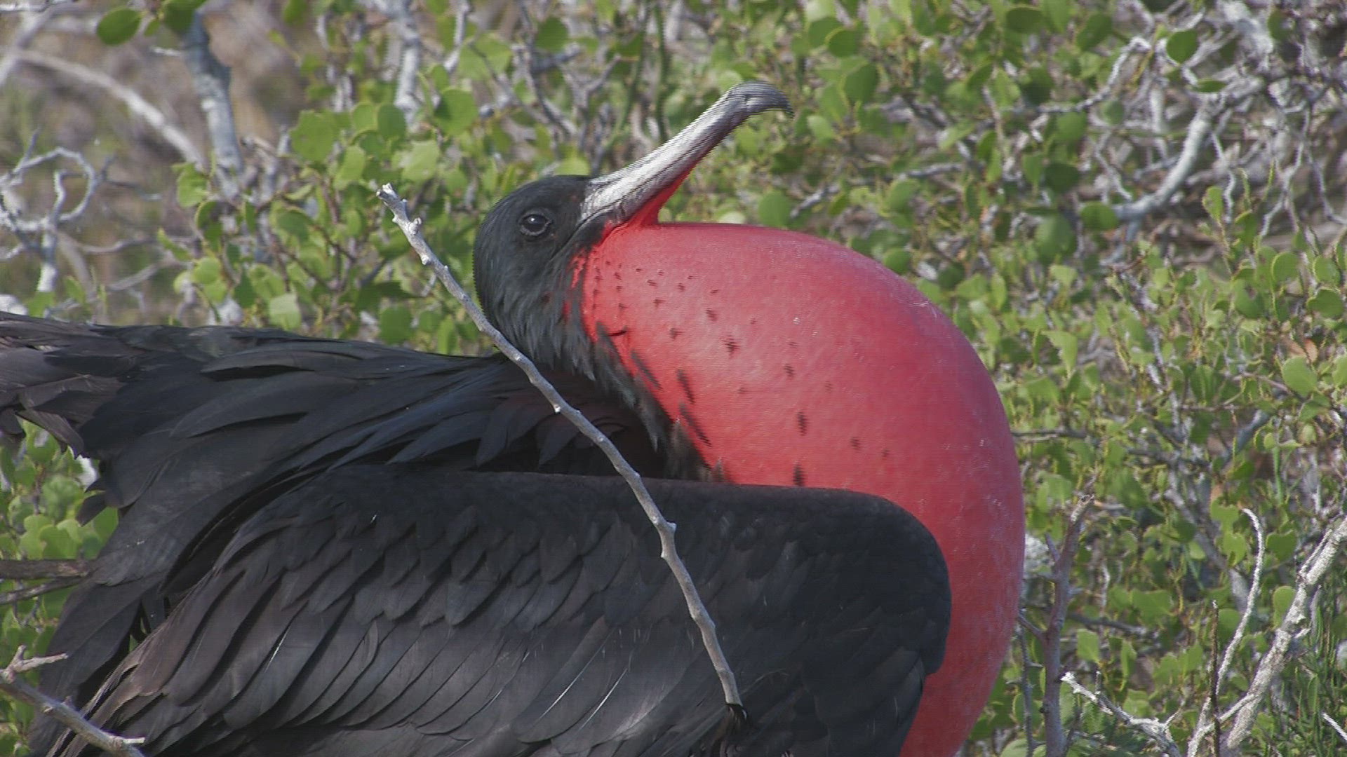577666037 / Magnificent Frigatebird / Galápagos / Ecuador