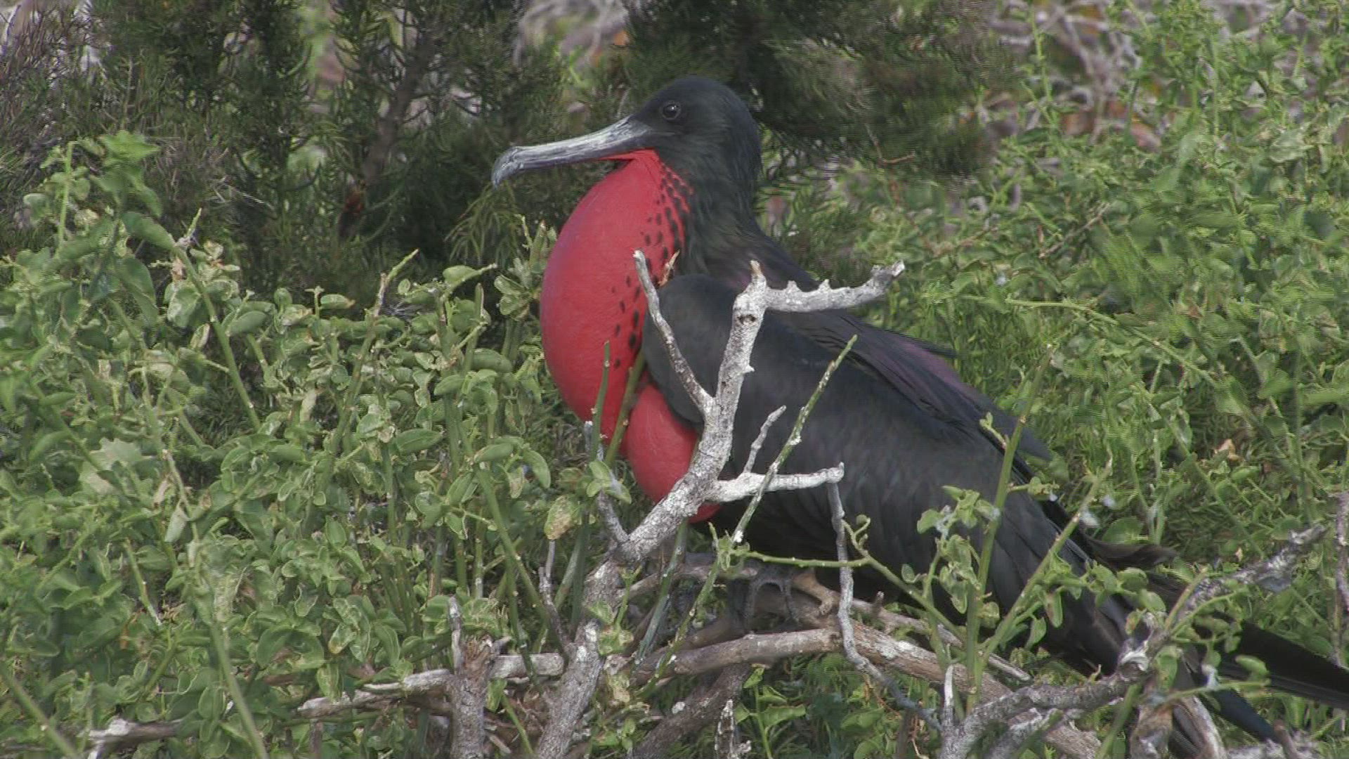 592683279 / Magnificent Frigatebird / Galápagos / Ecuador