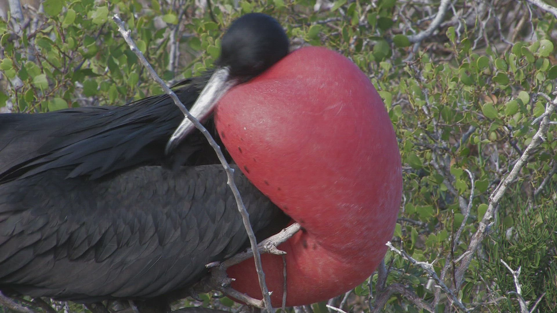 914002208 / Magnificent Frigatebird / Galápagos / Ecuador