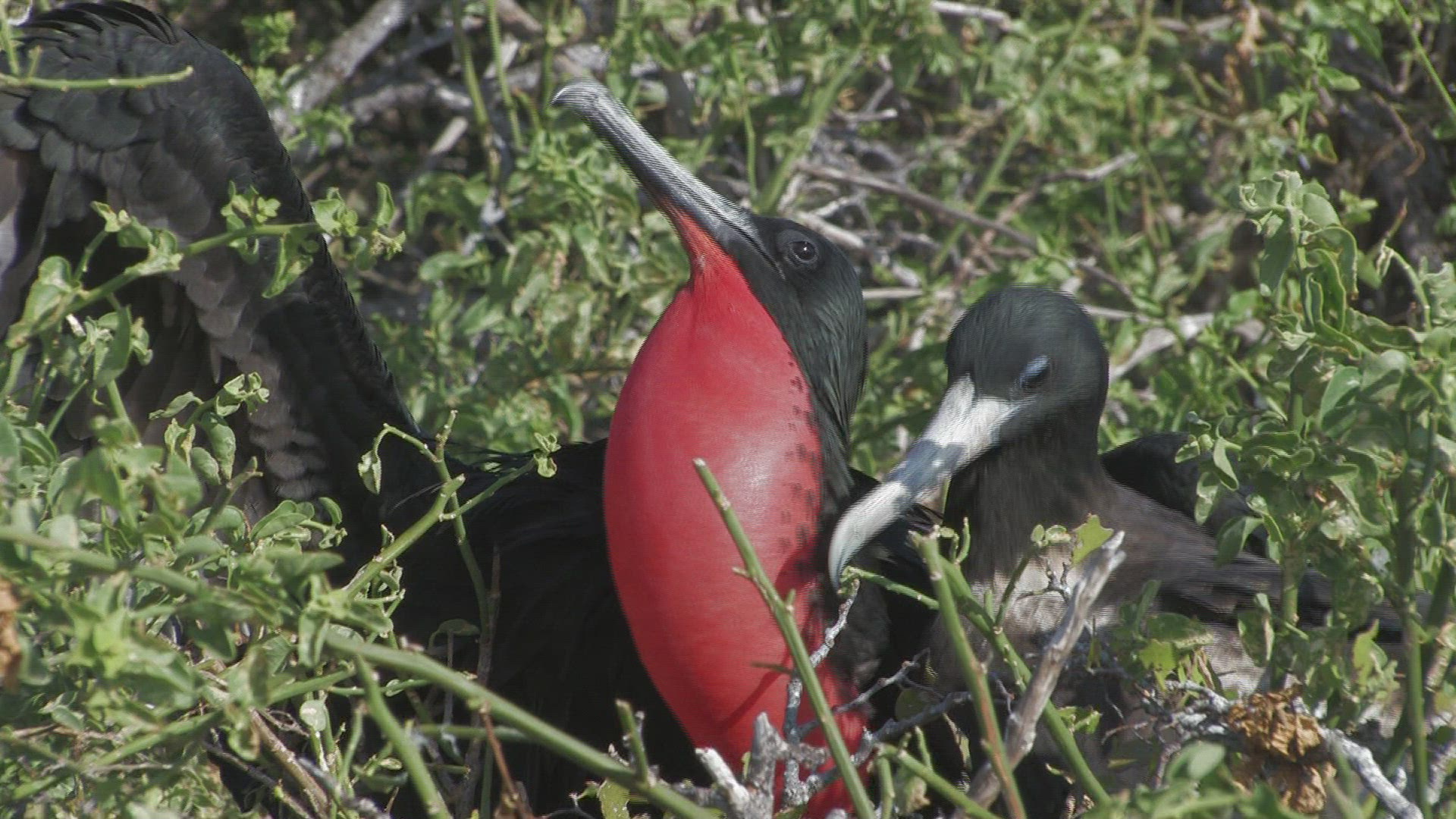 986769462 / Magnificent Frigatebird / Galápagos / Ecuador