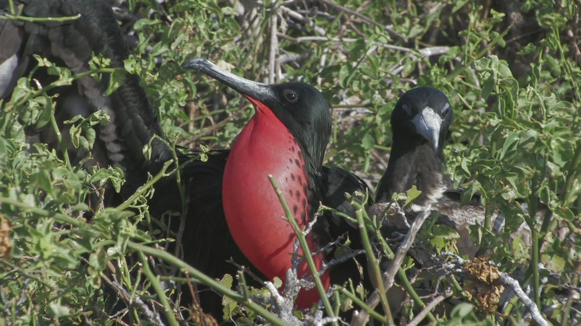 559786278 / Magnificent Frigatebird / Galápagos / Ecuador