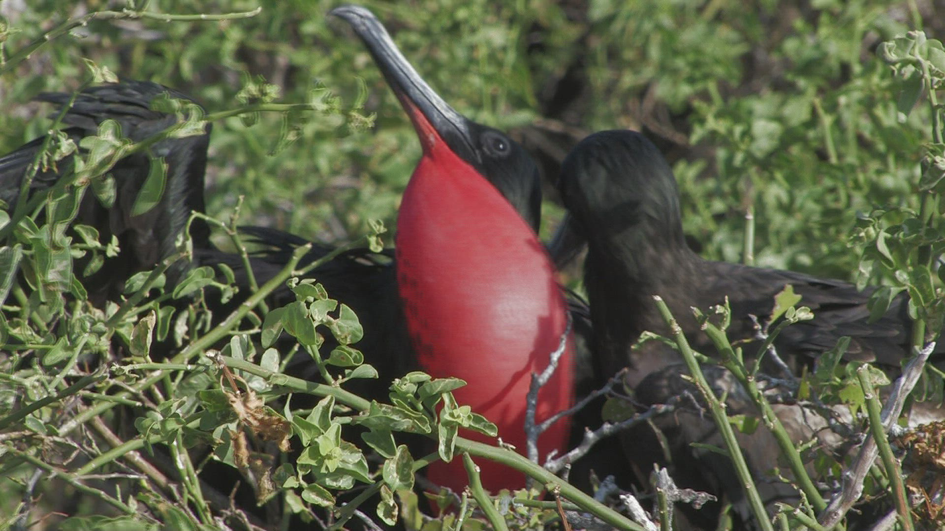426963360 / Magnificent Frigatebird / Galápagos / Ecuador