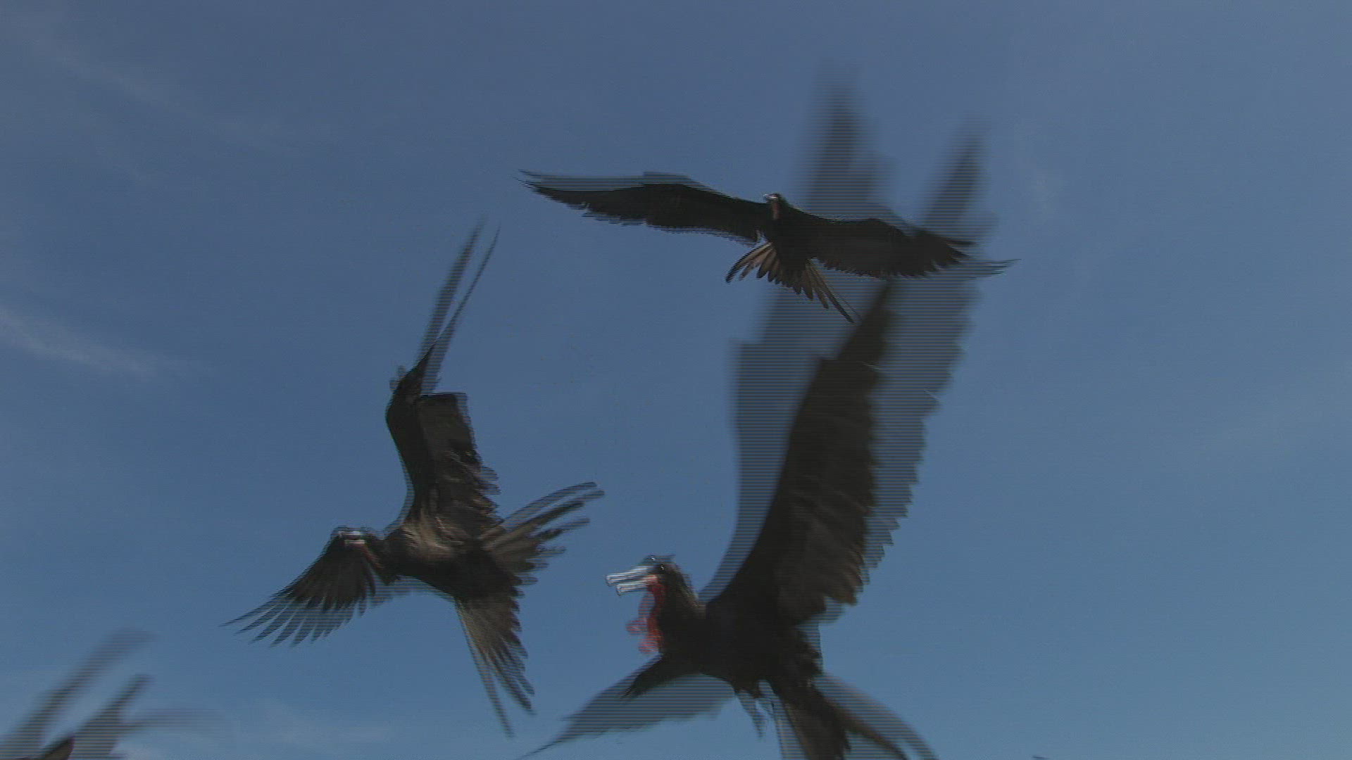 752893377 / Magnificent Frigatebird / Flying / Galápagos