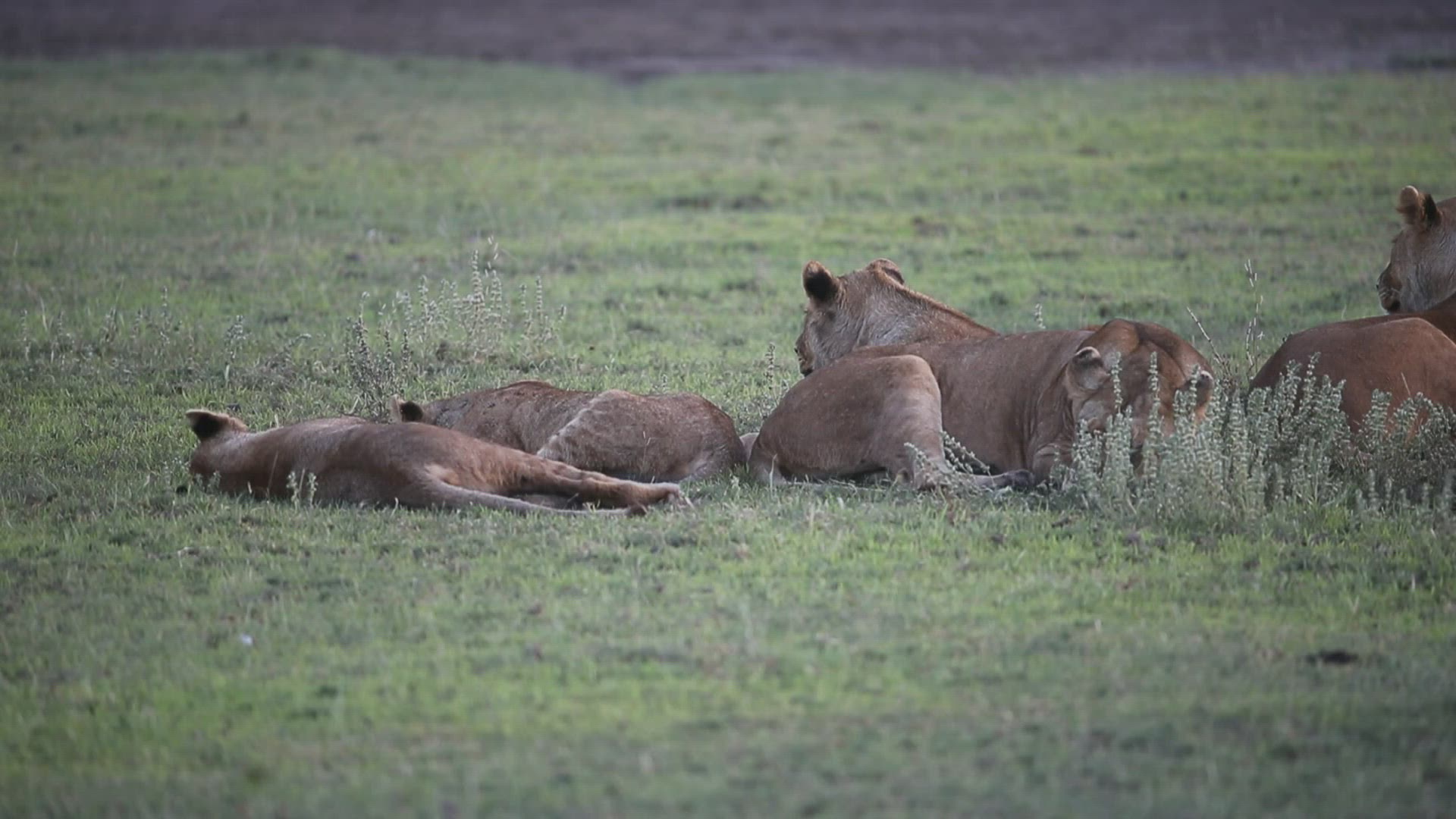 154060916 / Lion / Serengeti National Park / Tanzania