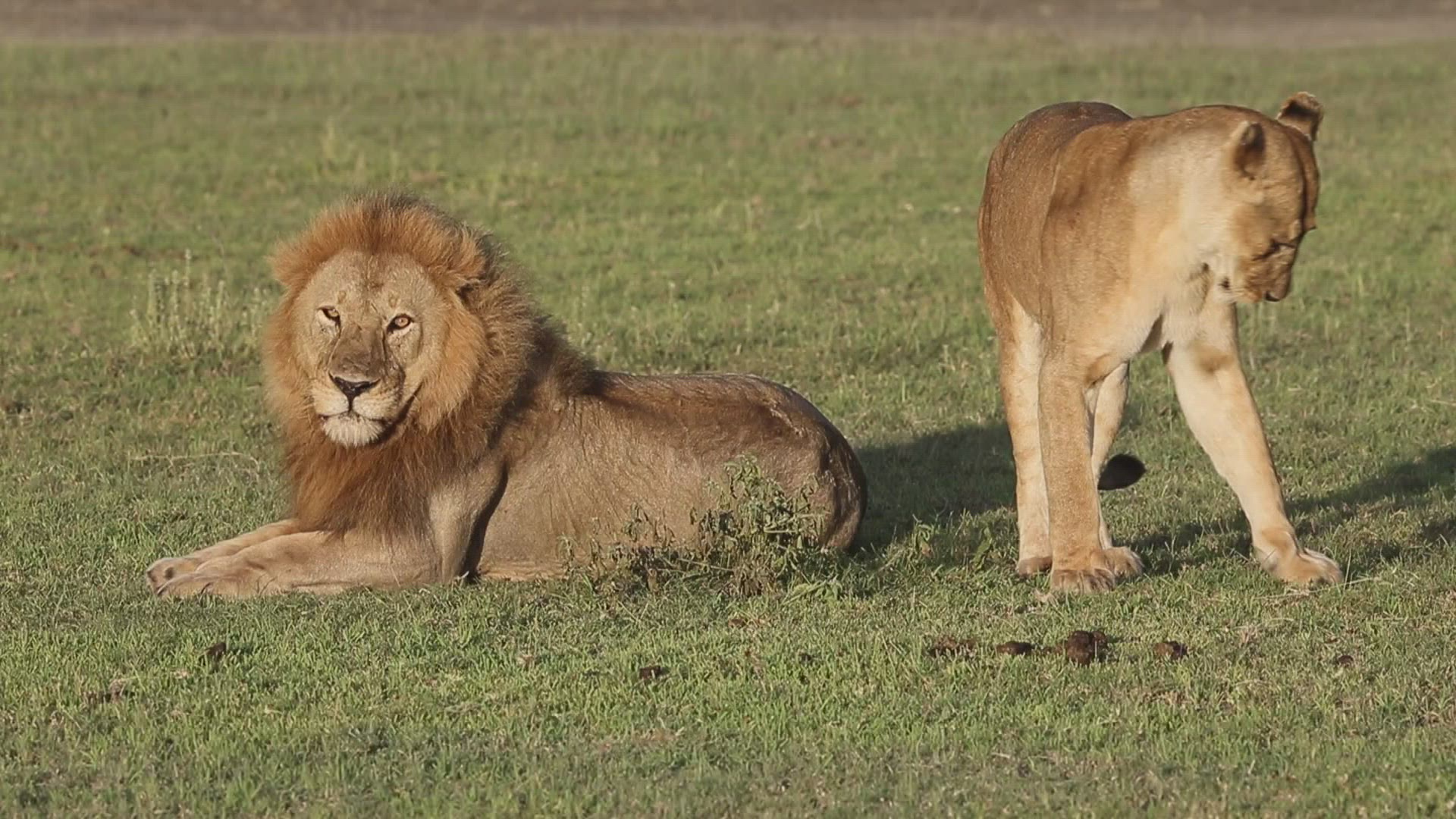 804352424 / Lion / Serengeti National Park / Tanzania