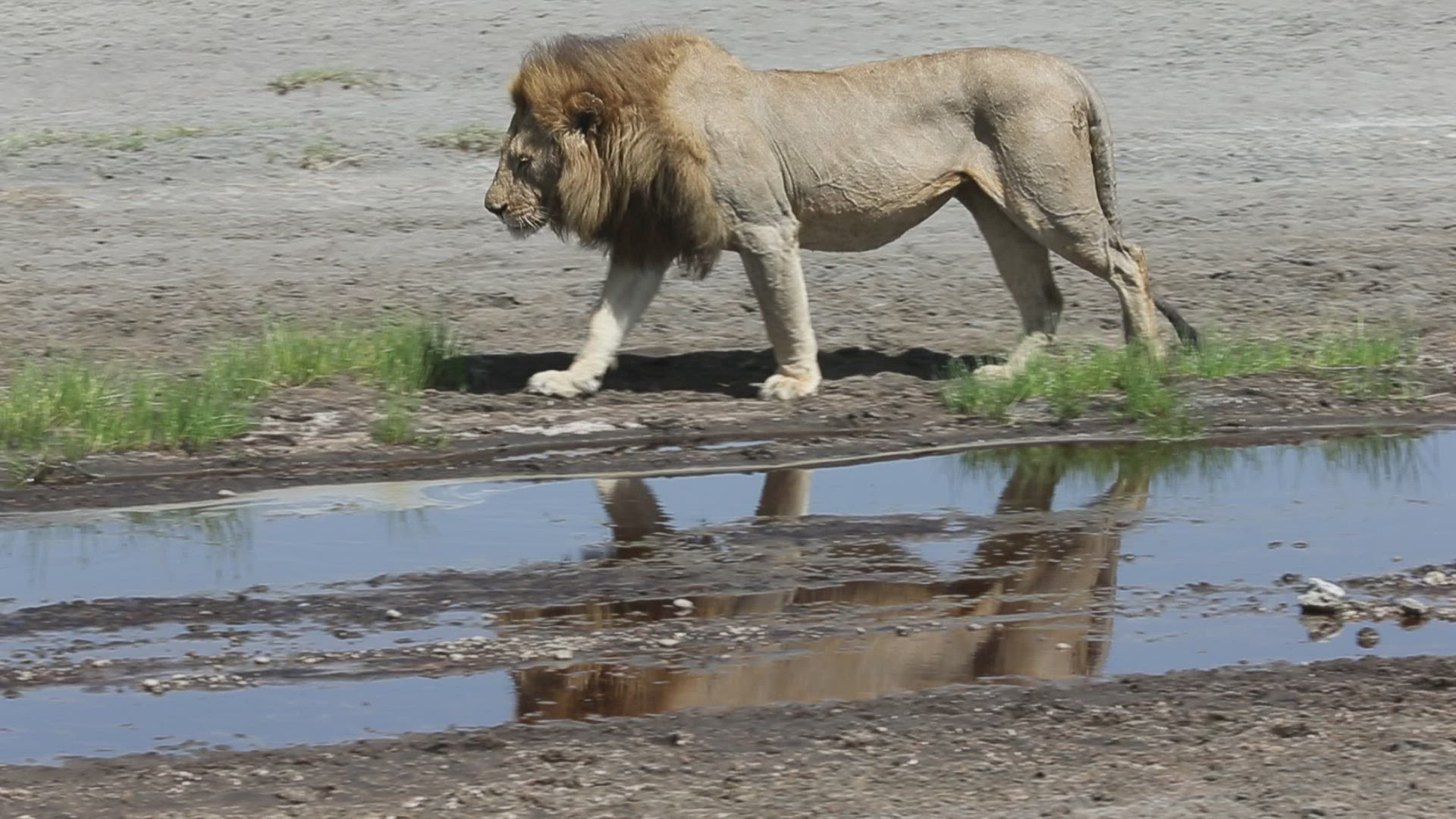 921965896 / Lion / Serengeti National Park / Tanzania