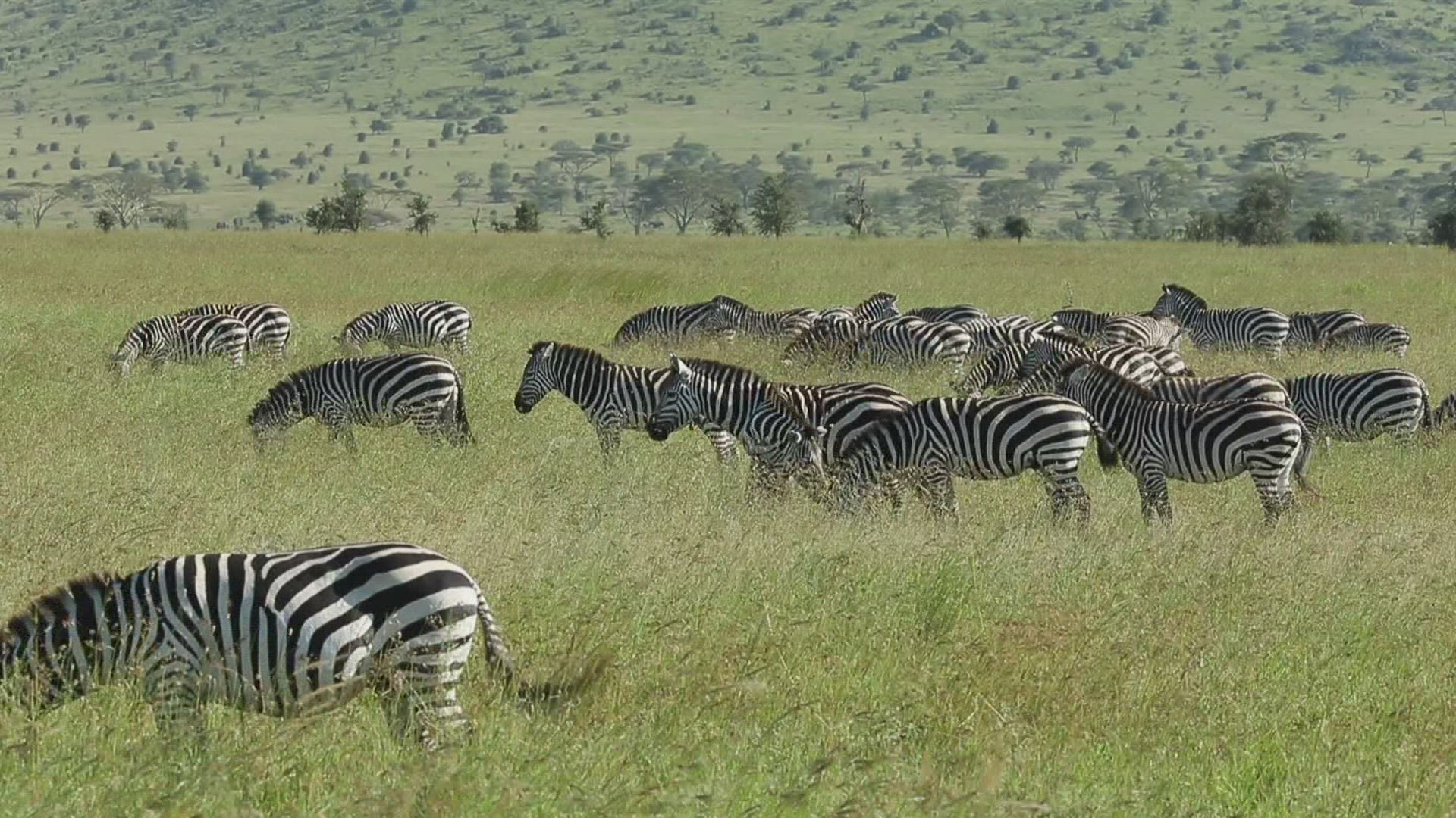 141119712 / Serengeti / Zebra / Tanzania