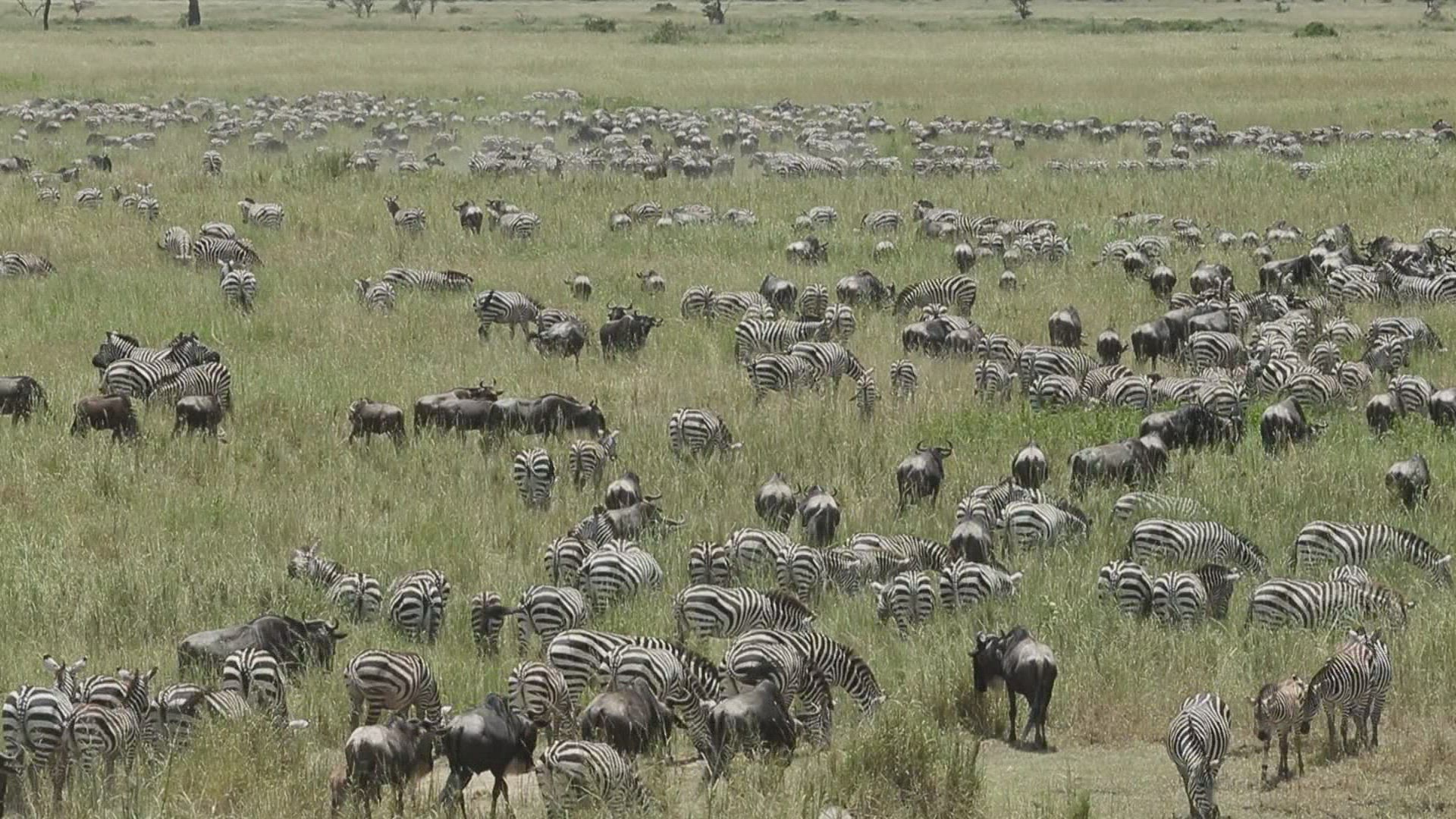 501491105 / Serengeti / Zebra / Tanzania
