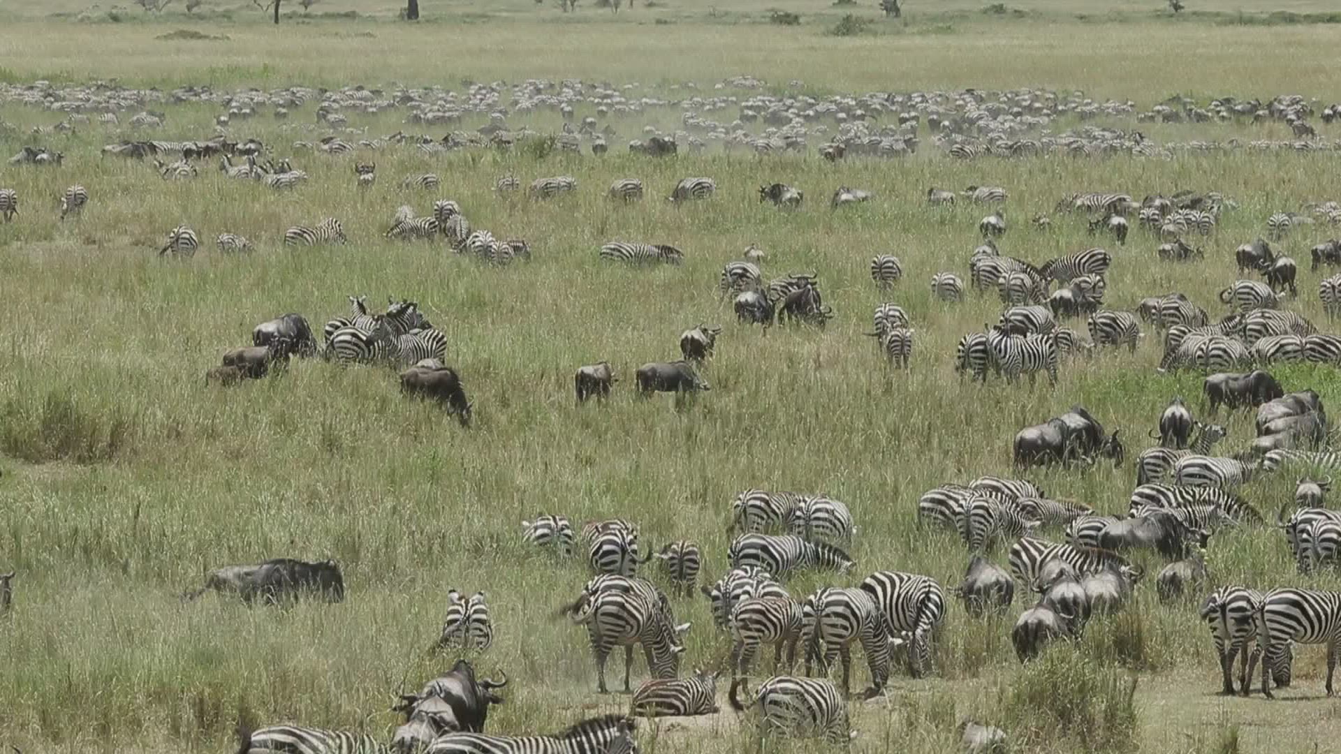 202428395 / Serengeti / Zebra / Tanzania