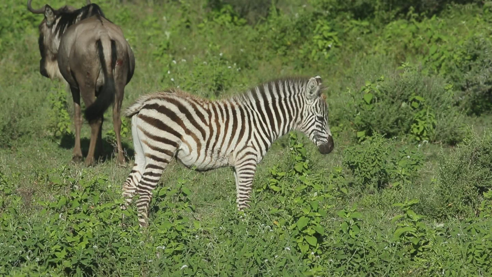 911496695 / Serengeti / Zebra / Tanzania