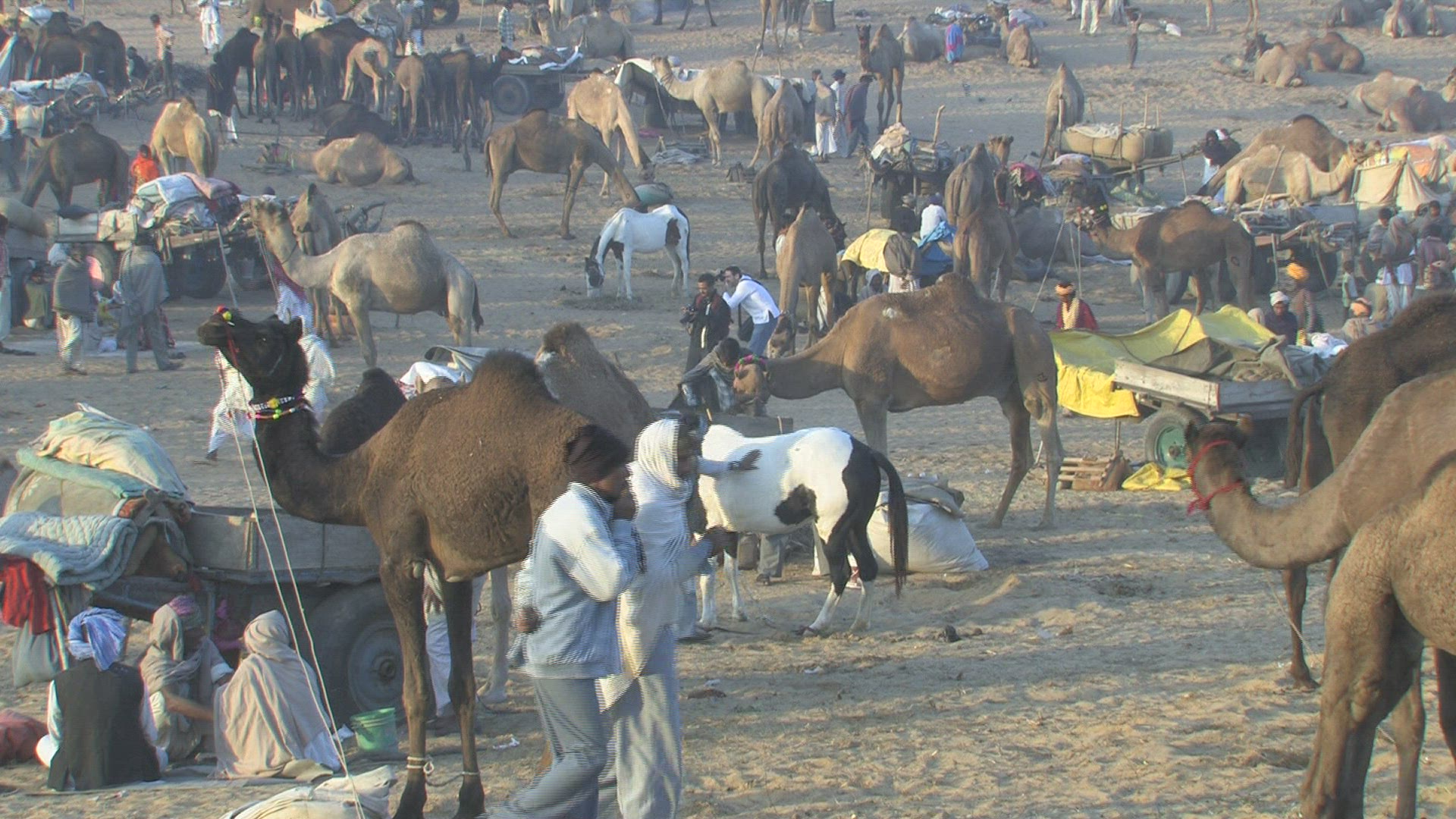 517239961 / People / Pushkar Fair / Rajasthan