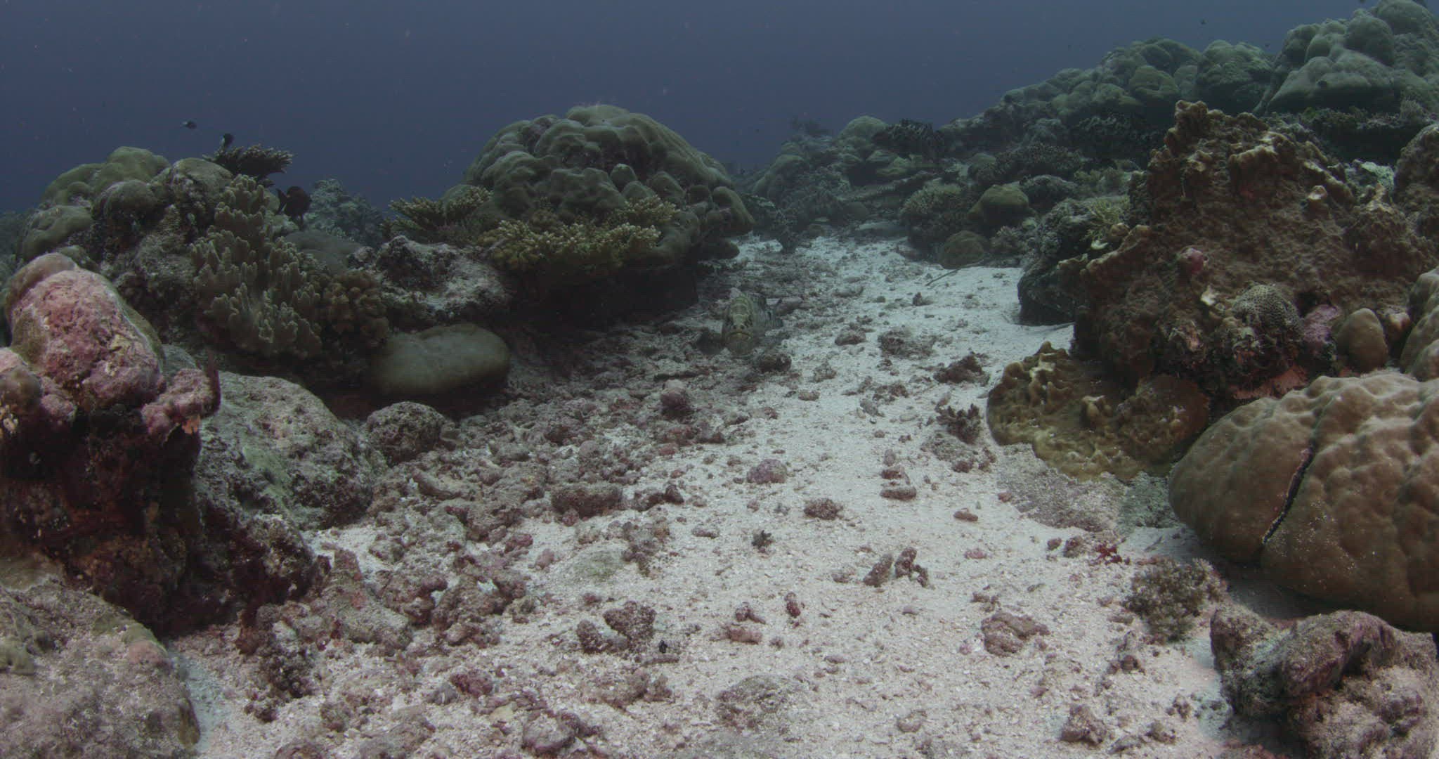 426041433 / Camouflage Grouper / Camouflaging / Pacific Ocean