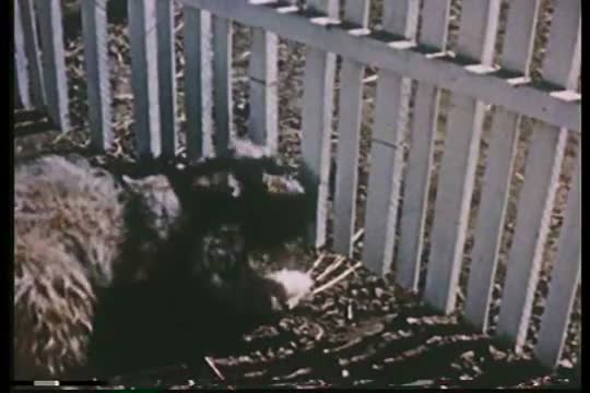 A very strange story about the day in the life of a dog.