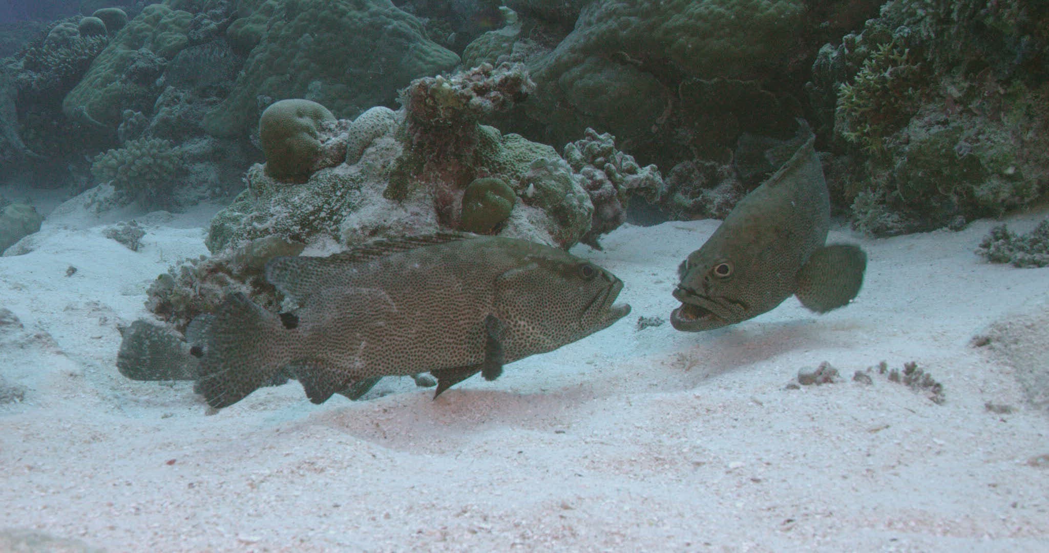 343088938 / Camouflage Grouper / Pacific Ocean / Palau