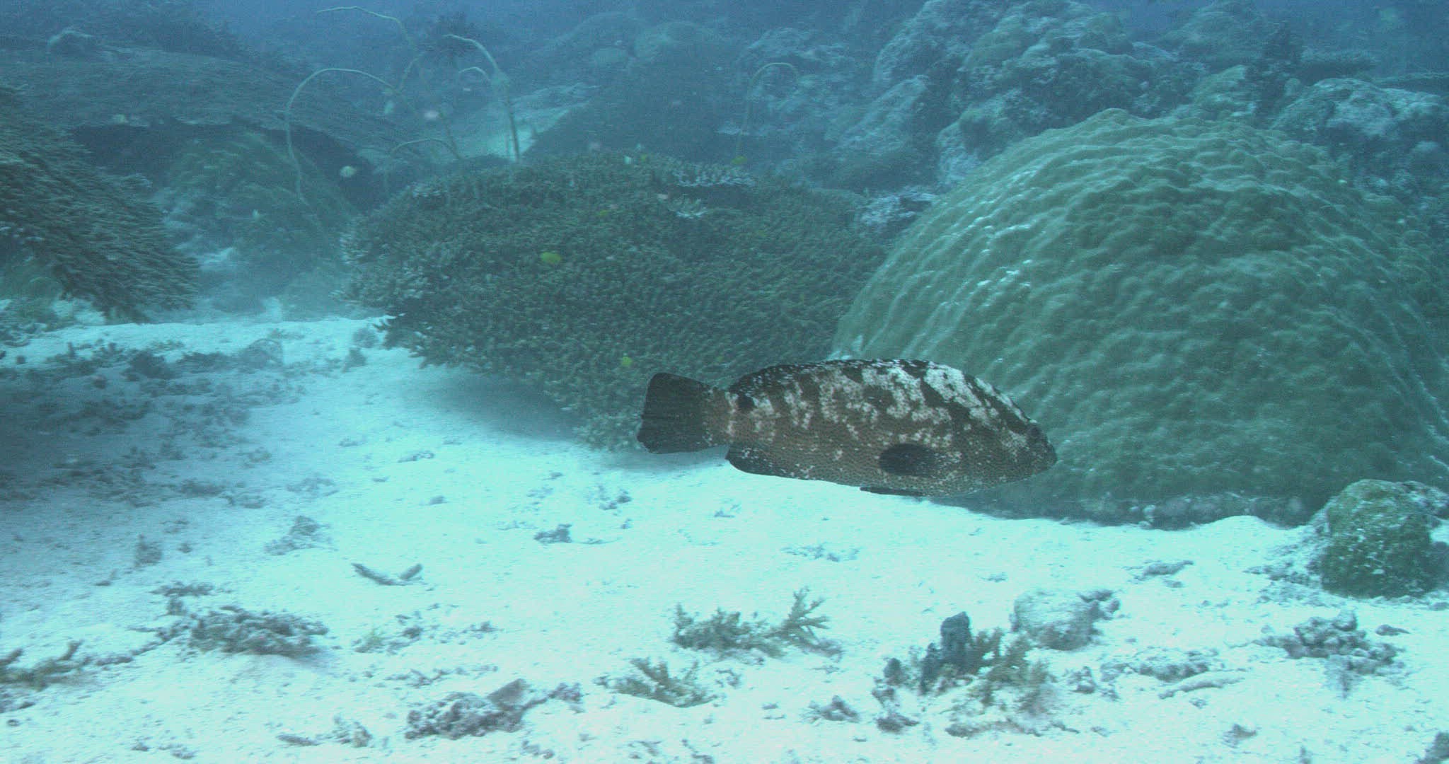 349070909 / Camouflage Grouper / Pacific Ocean / Palau