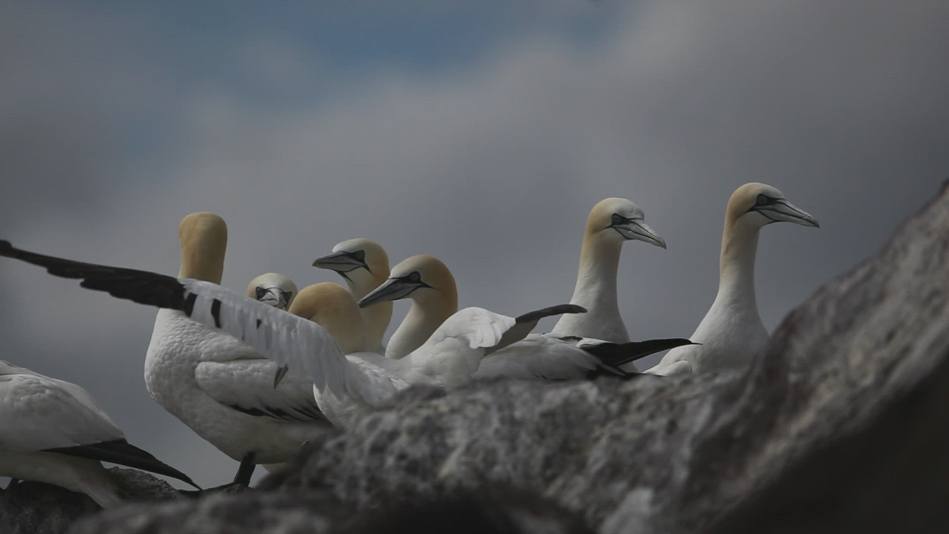 824793131 / Northern Gannet / North Berwick / Firth of Forth / Scotland