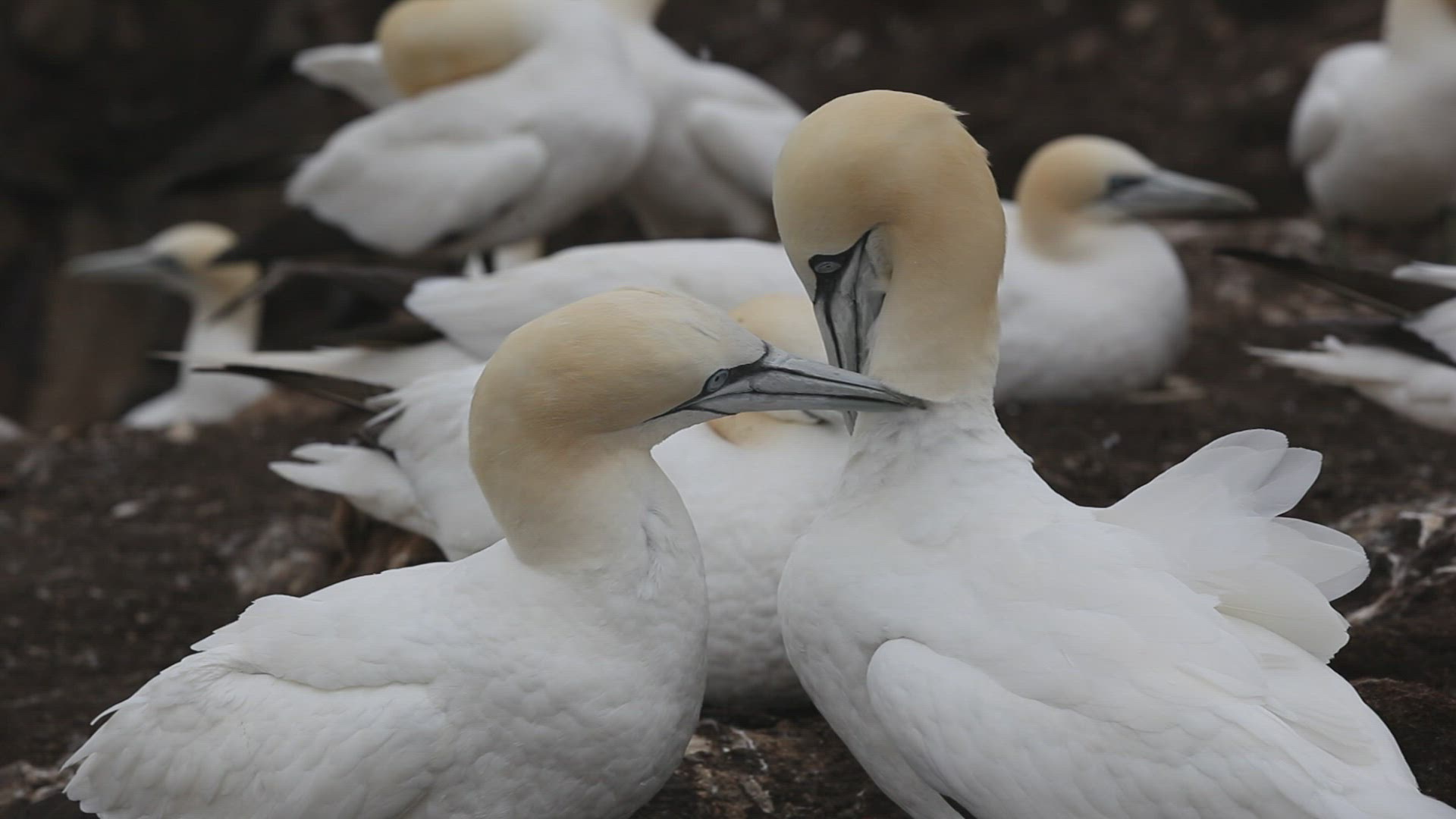 836689669 / Northern Gannet / North Berwick / Firth of Forth / Scotland