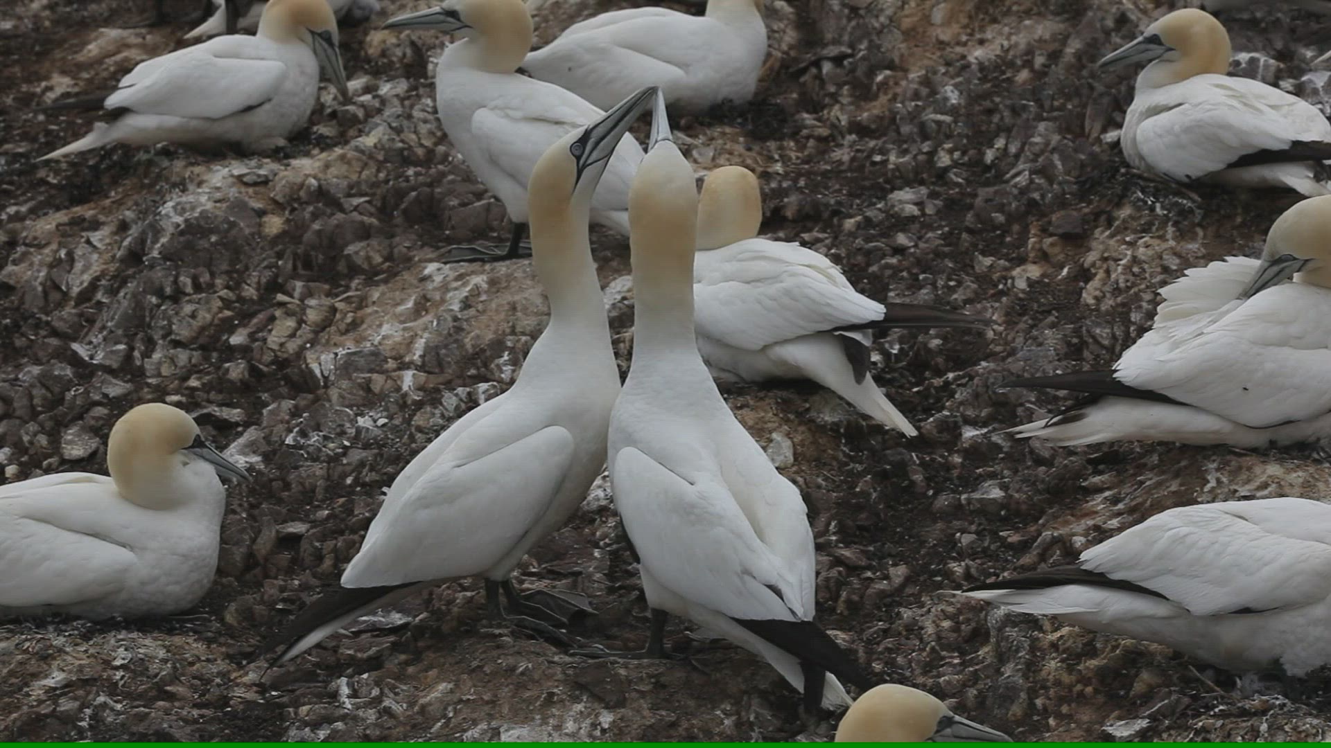 384168792 / Northern Gannet / North Berwick / Firth of Forth / Scotland