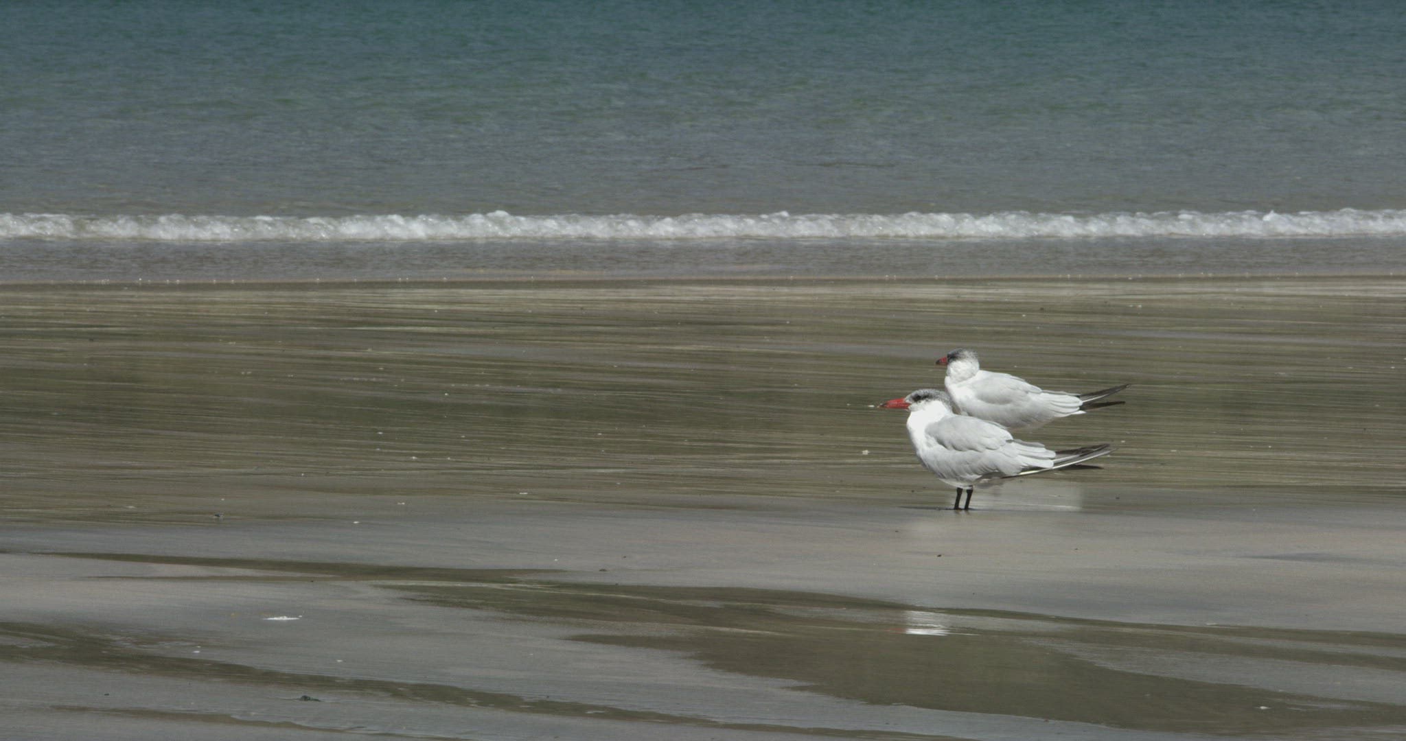 887040397 / Wading and Sea Gull Birds / New Zealand