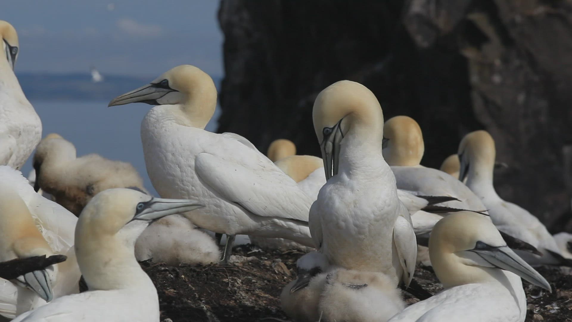 645657590 / Northern Gannet / Bass Rock / Firth of Forth / Scotland