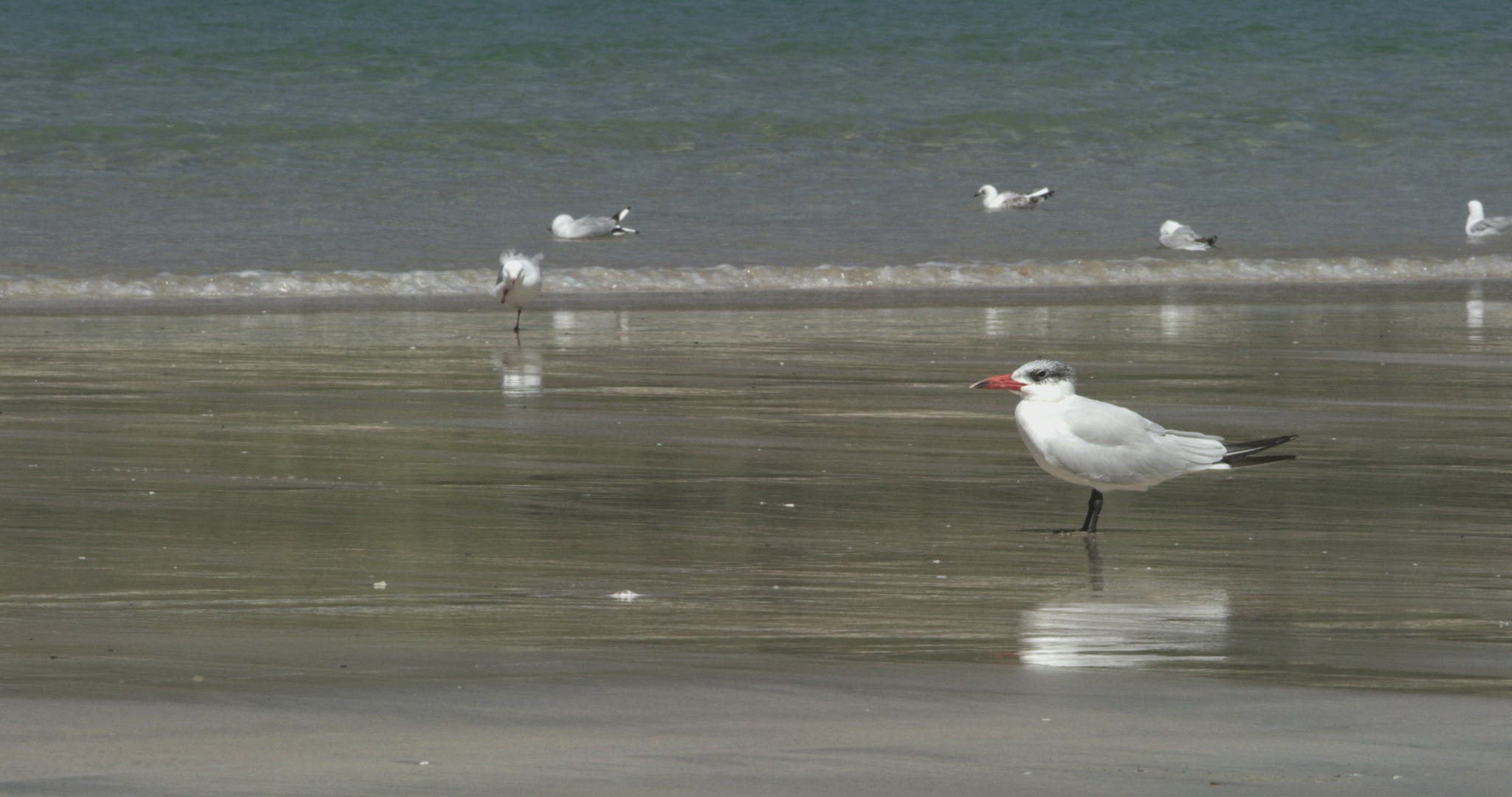 236901350 / Wading and Sea Gull Birds / New Zealand