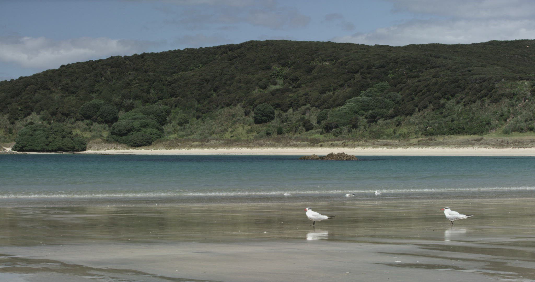 949309430 / Wading and Sea Gull Birds / New Zealand