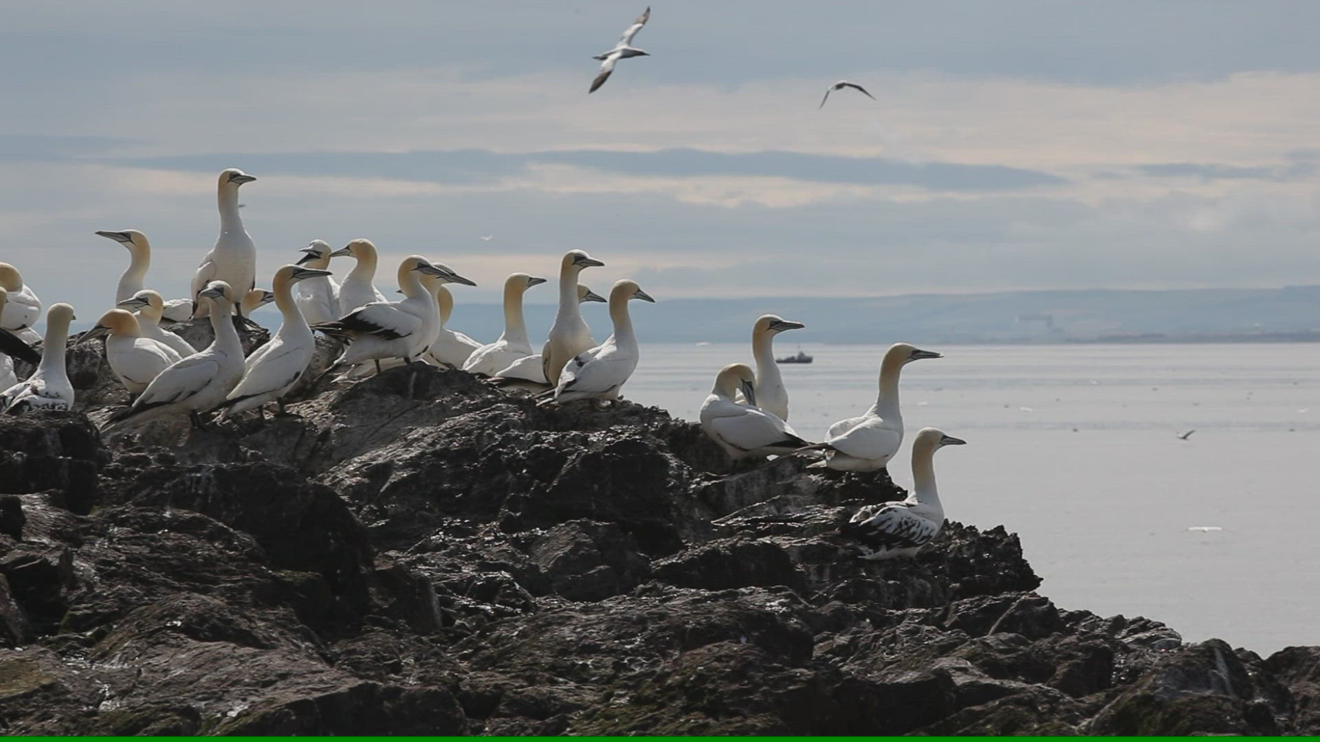 706550053 / Northern Gannet / North Berwick / Firth of Forth / Scotland