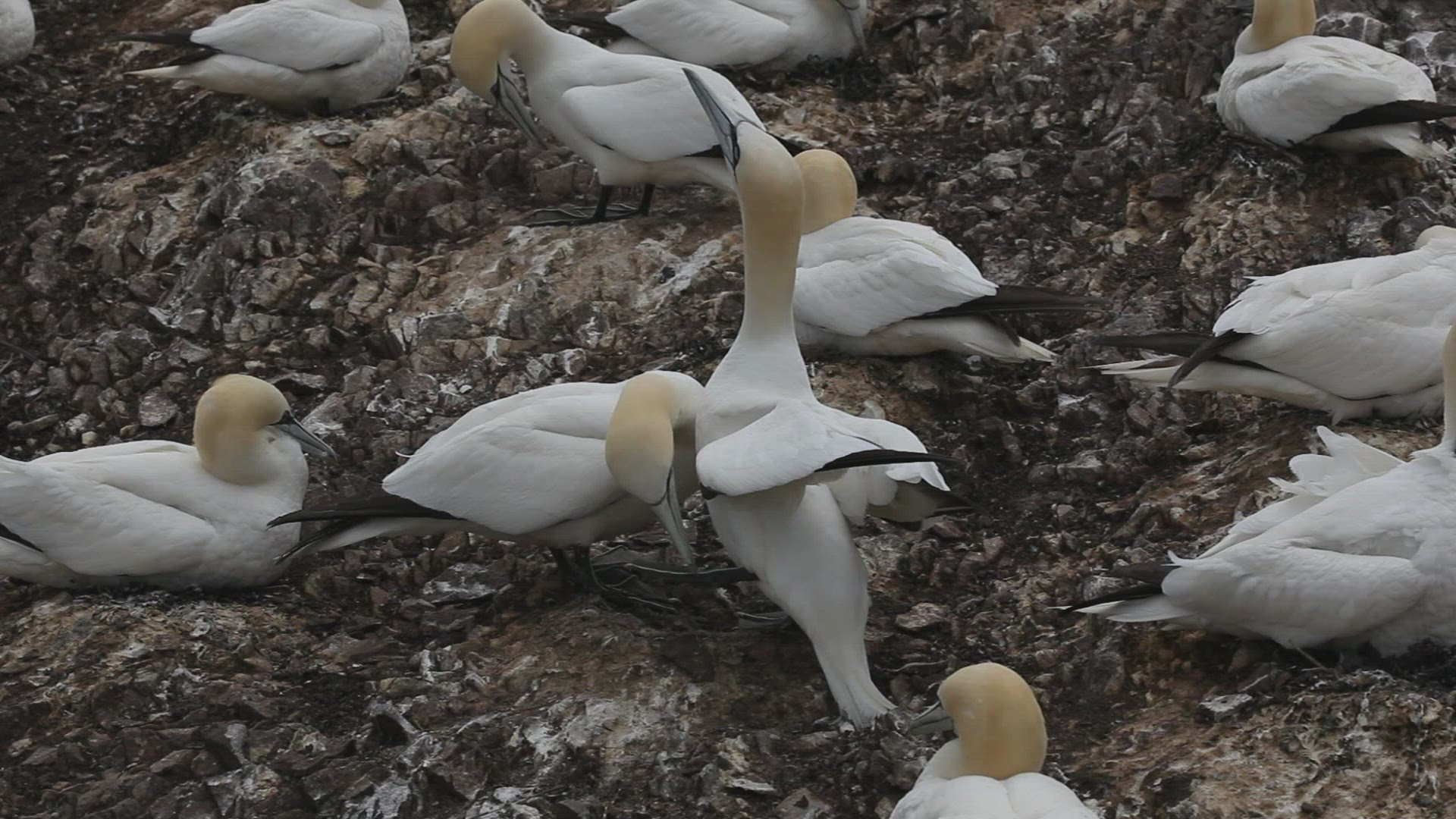 448770039 / Northern Gannet / Bass Rock / Firth of Forth / Scotland