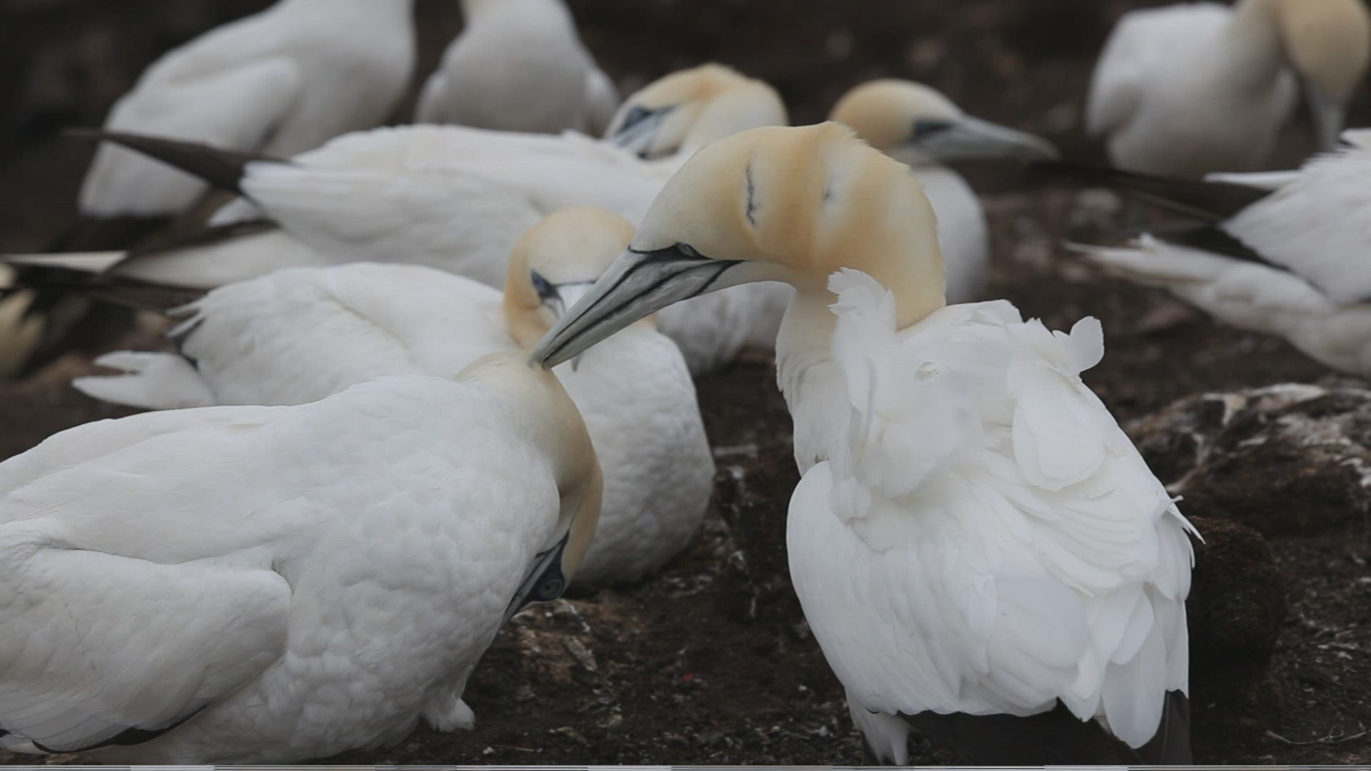 697565086 / Northern Gannet / Bass Rock / Firth of Forth / Scotland
