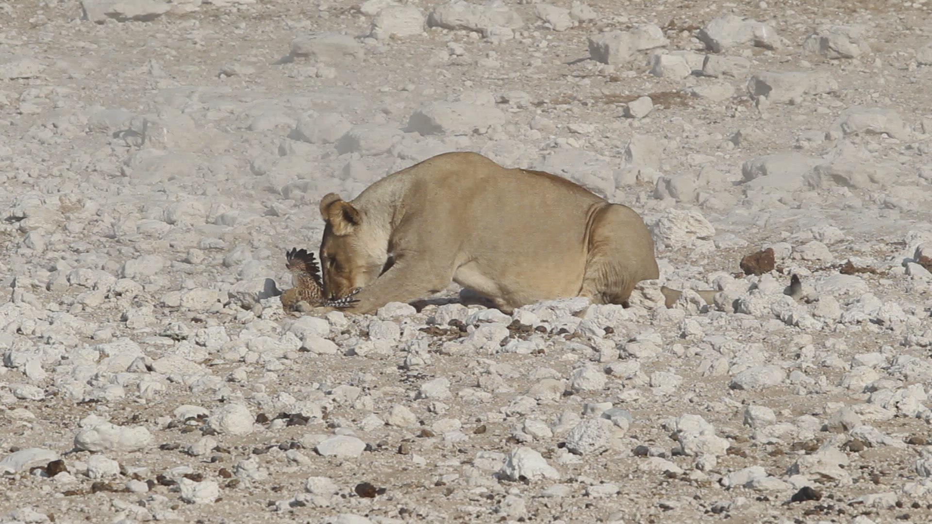 487650897 / Lion / Prey / Etosha National Park / Namibia