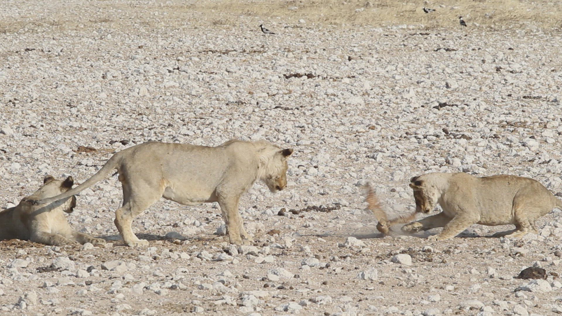 342798682 / Lion / Prey / Etosha National Park / Namibia