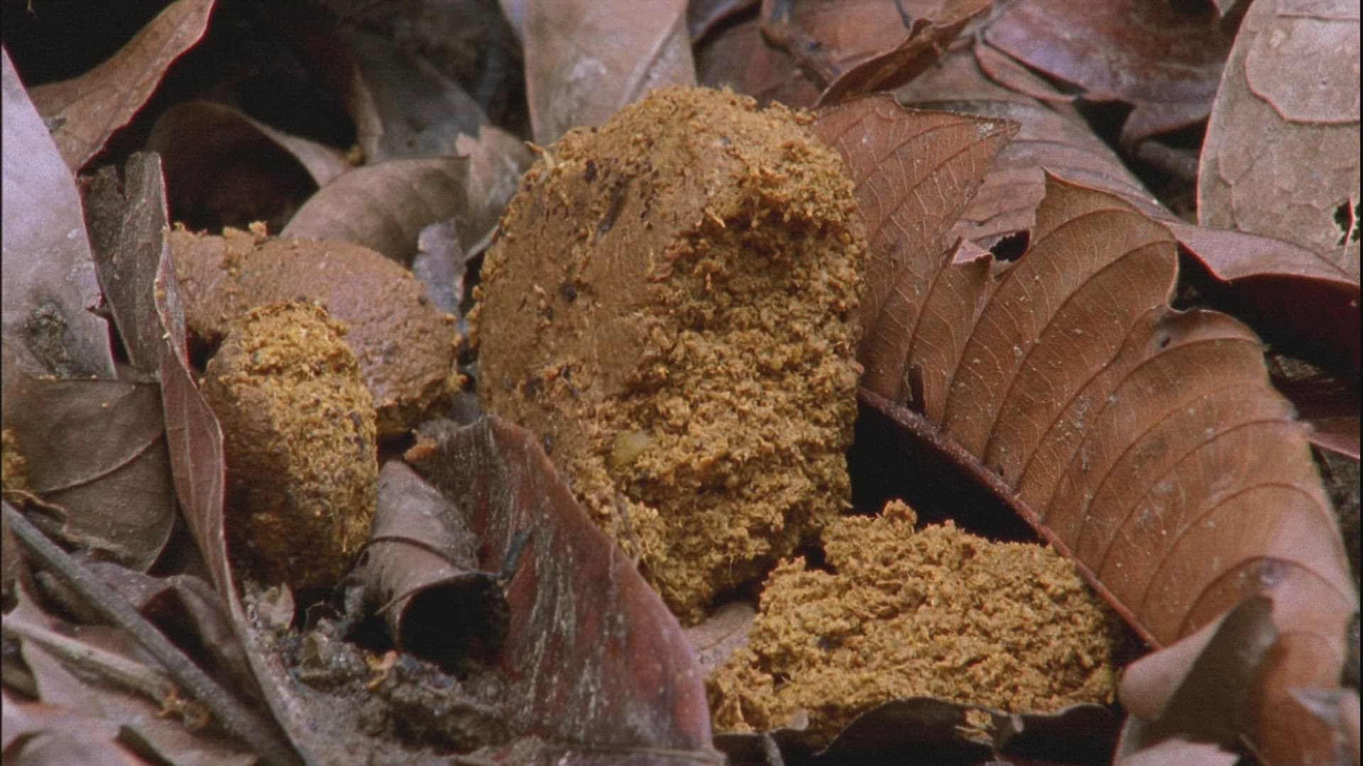 402509453 / Fallen Leaves / Tropical Rainforest / Sumatra