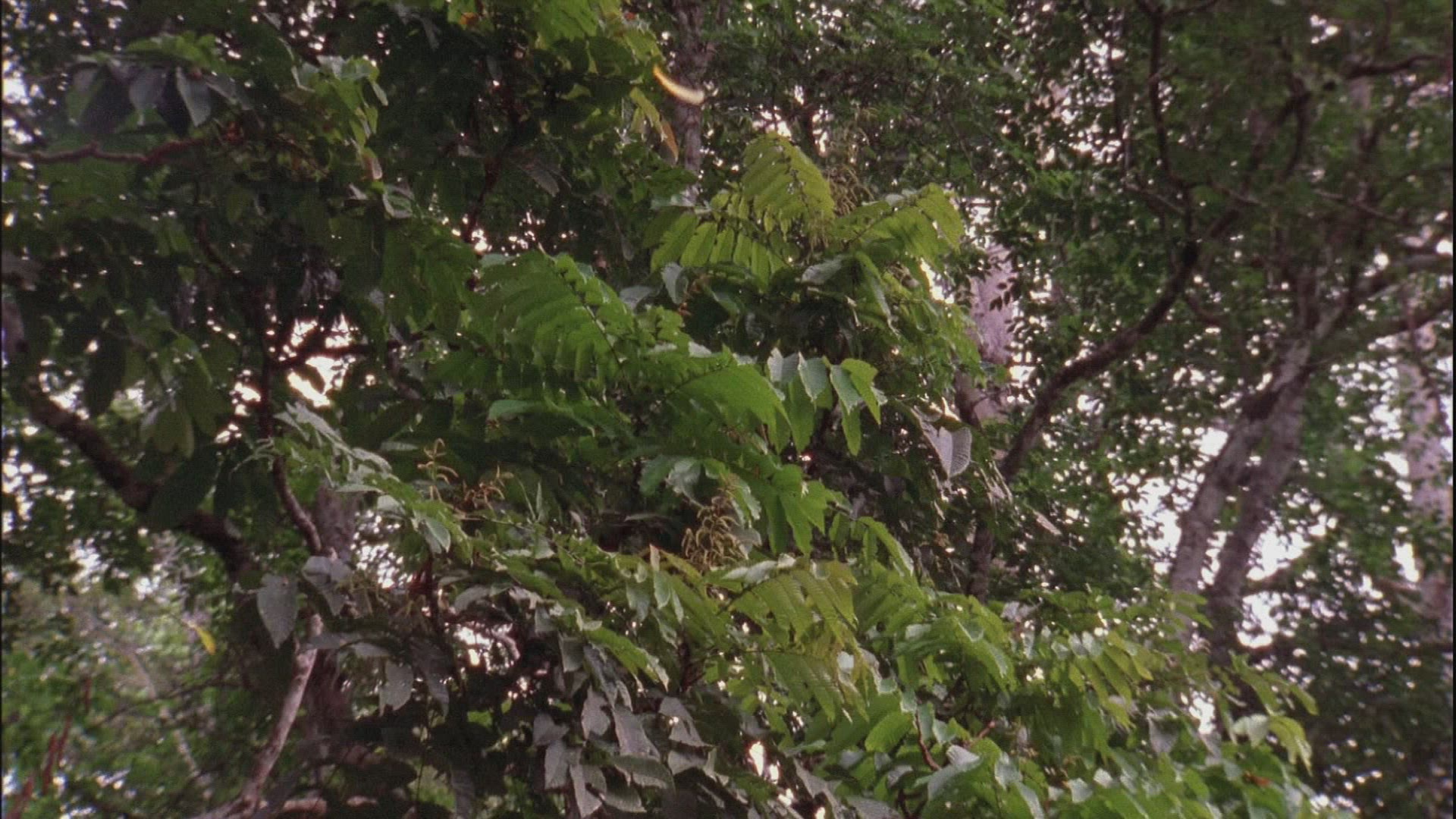 730253744 / Tropical Rainforest / Sumatra