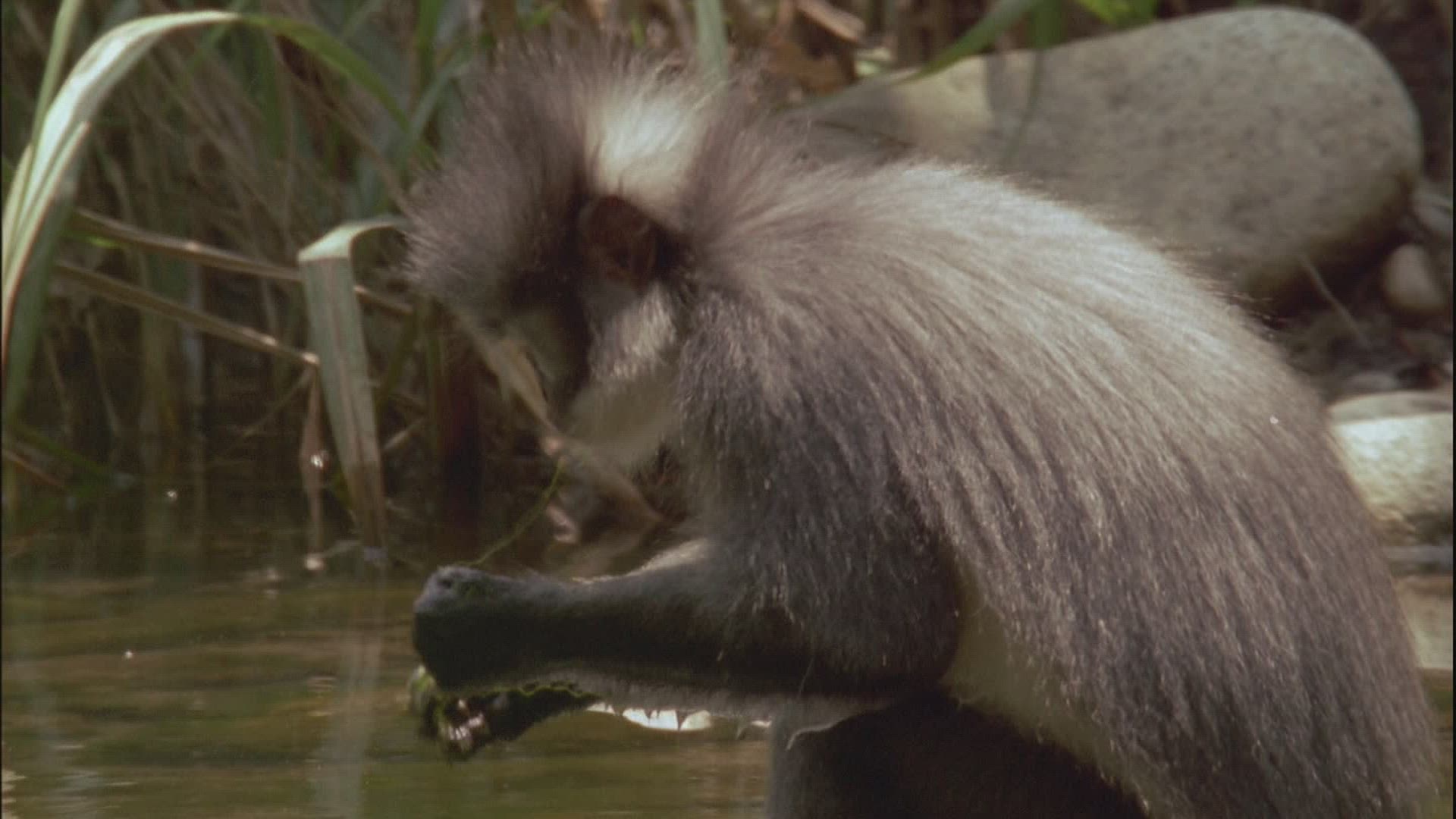 970168983 / Curiosity / Thomas's Leaf Monkey / Sumatra