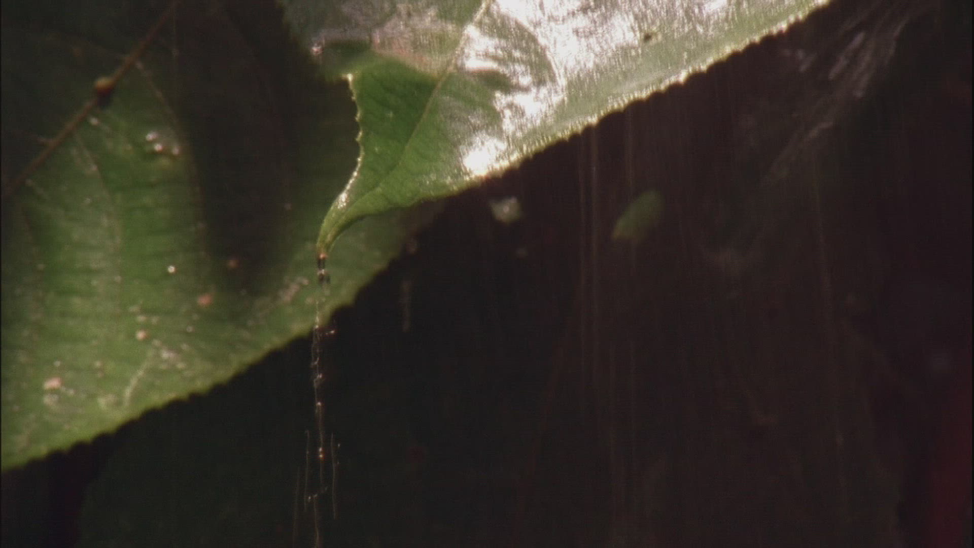802709405 / Raindrop / Water Drop / Sumatra
