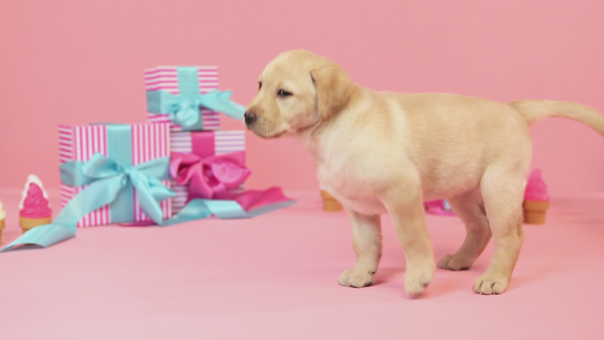 669427230 / Puppy / Labrador / Present