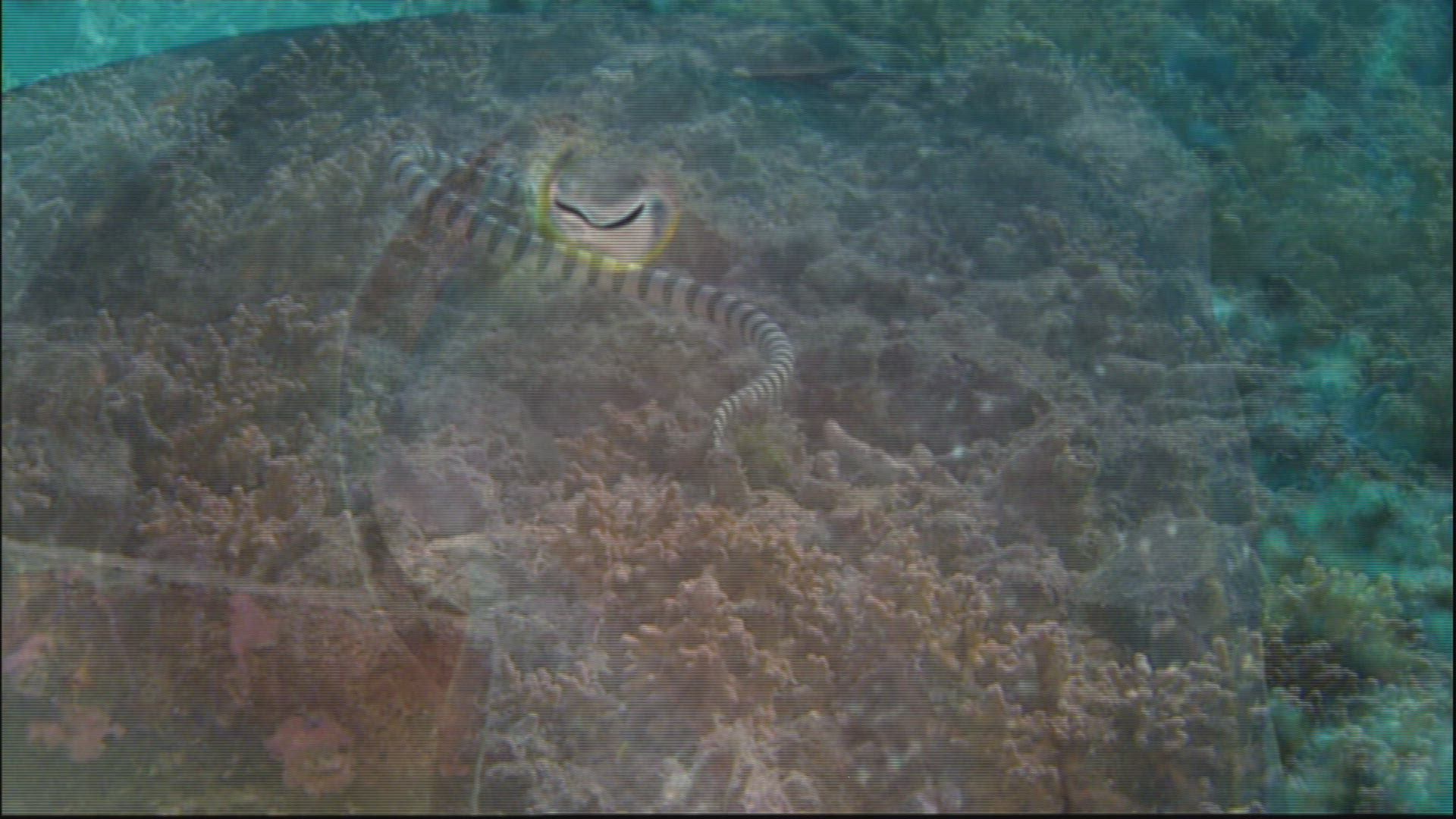 686007497 / Caribbean Reef Squid / Swimming / Sulawesi