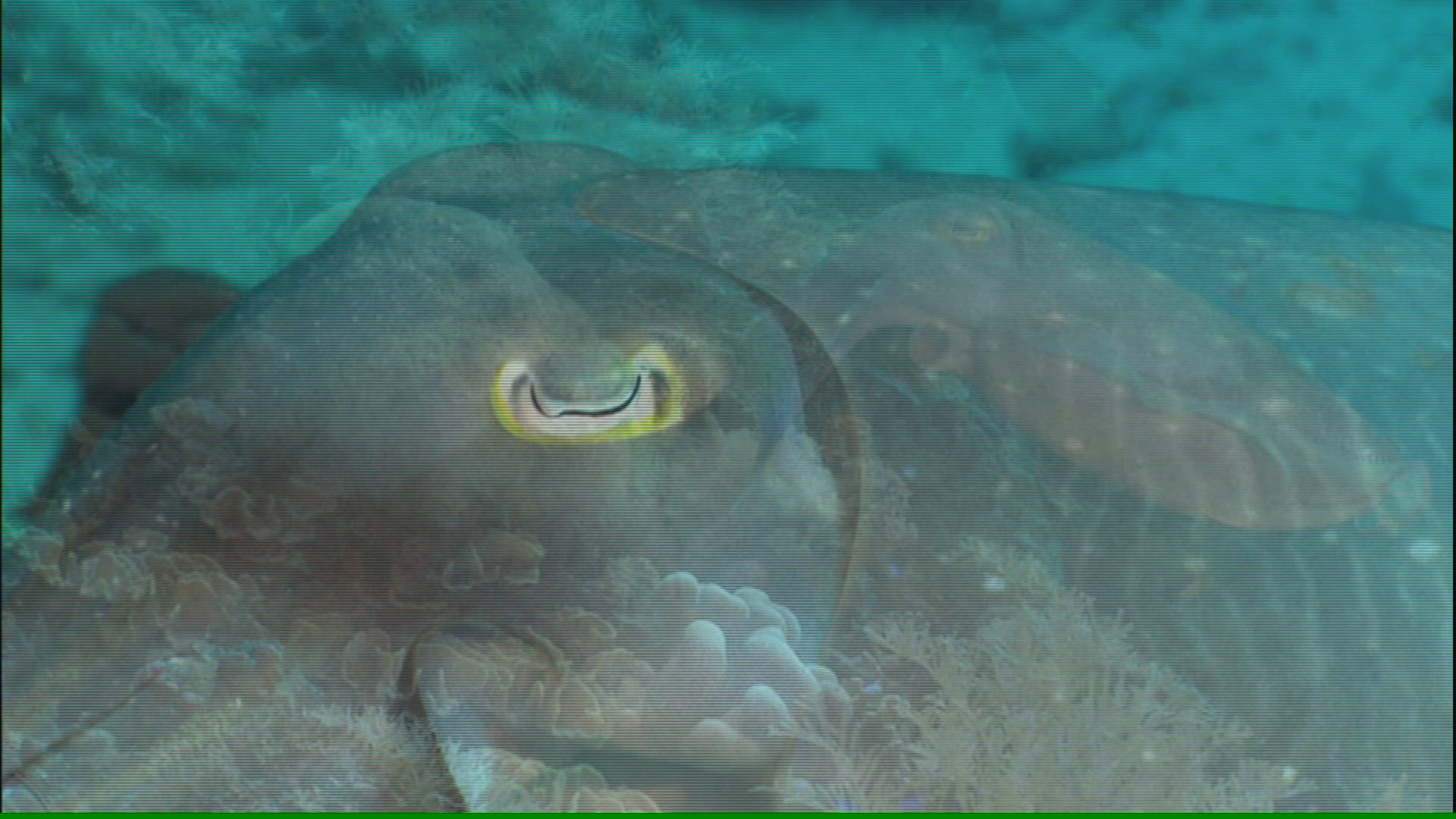 512113343 / Caribbean Reef Squid / Swimming / Sulawesi