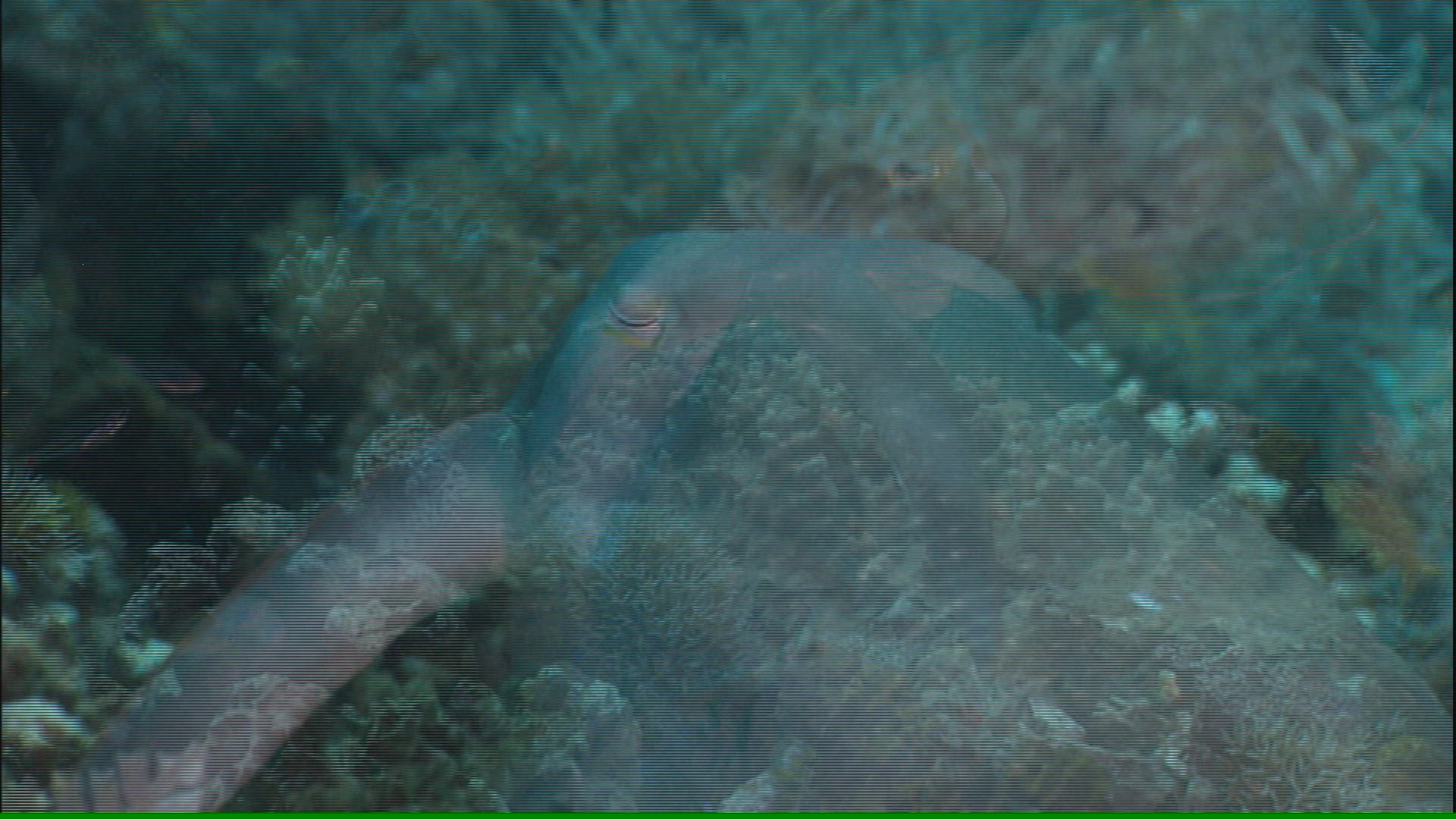 828041850 / Caribbean Reef Squid / Swimming / Sulawesi